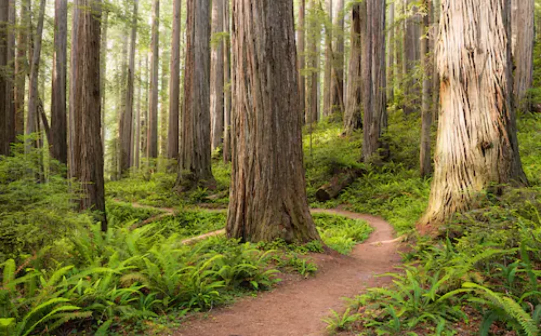 KOMAR Vlies Fototapete - Redwood Trail - Größe 450 x 280 cm mehrfarbig günstig online kaufen