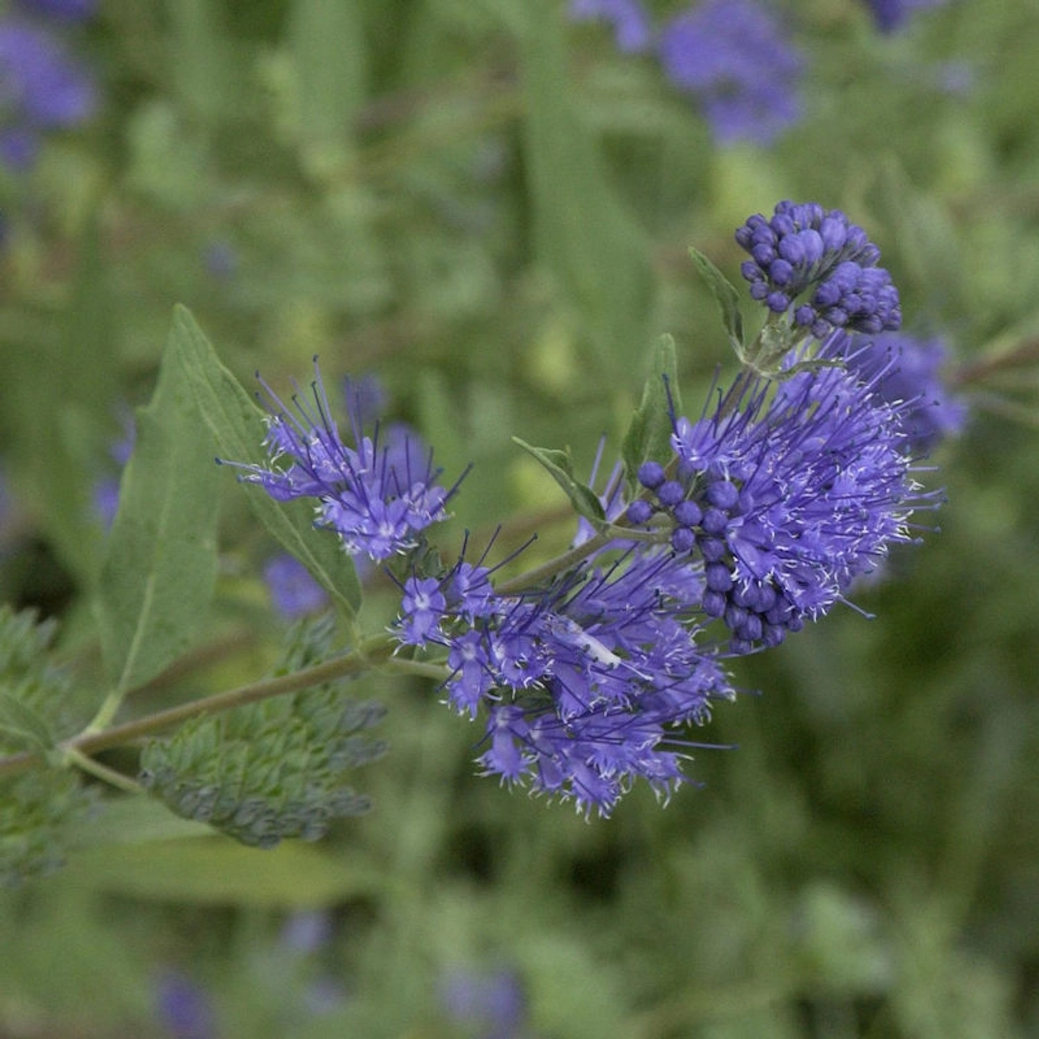 Bartblume Beyond Midnight 20-30cm - Caryopteris clandonensis günstig online kaufen