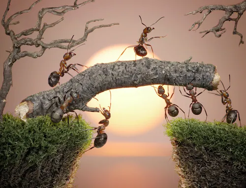 Papermoon Fototapete »Ants Teamwork« günstig online kaufen