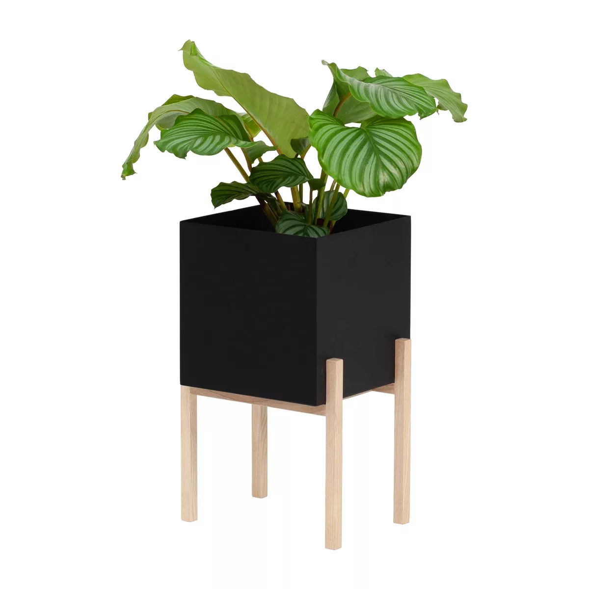 DesignHouseStockholm - Botanic Pedestal Pflanzentopf - schwarz/pulverbeschi günstig online kaufen