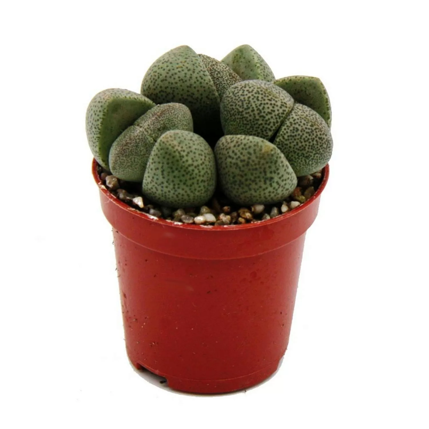 Exotenherz Pleiospilos Nelii Lebender Stein Lebender Granit im 5,5cm Topf günstig online kaufen