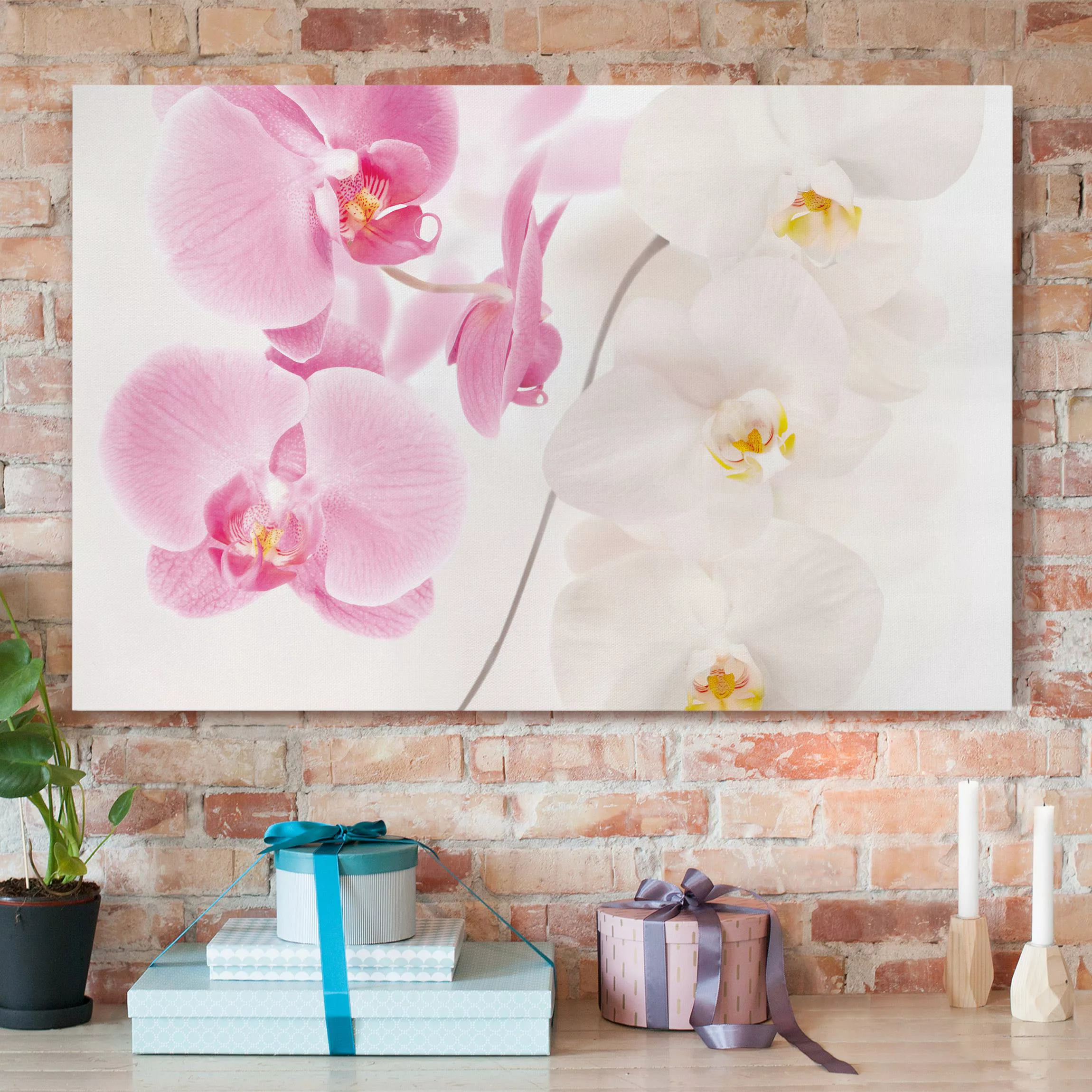 Leinwandbild Blumen - Querformat Delicate Orchids günstig online kaufen