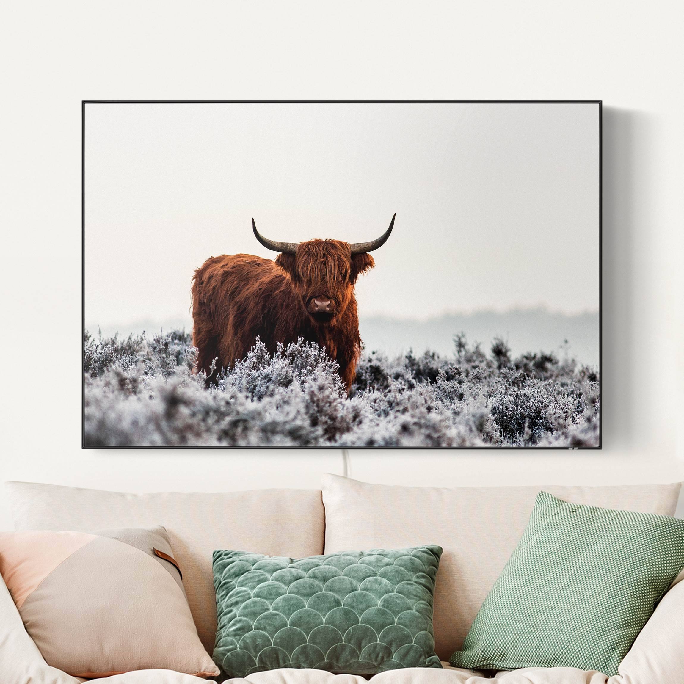 LED-Wechselbild Bison in den Highlands günstig online kaufen