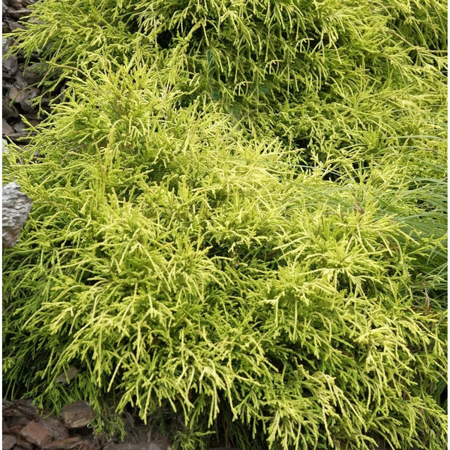 Gelbe Fadenzypresse Sungold 50-60cm - Chamaecyparis pisifera günstig online kaufen