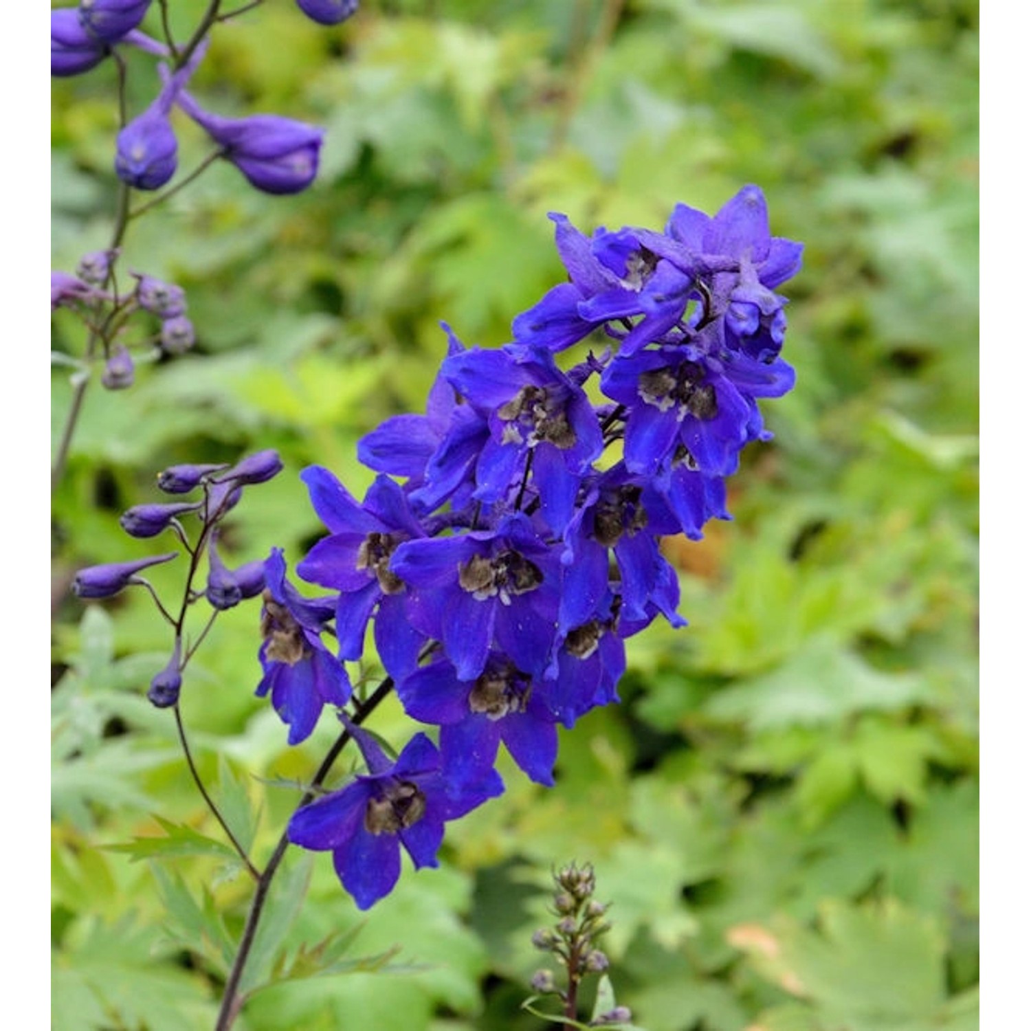 Rittersporn Black Knight - Delphinium pacific günstig online kaufen