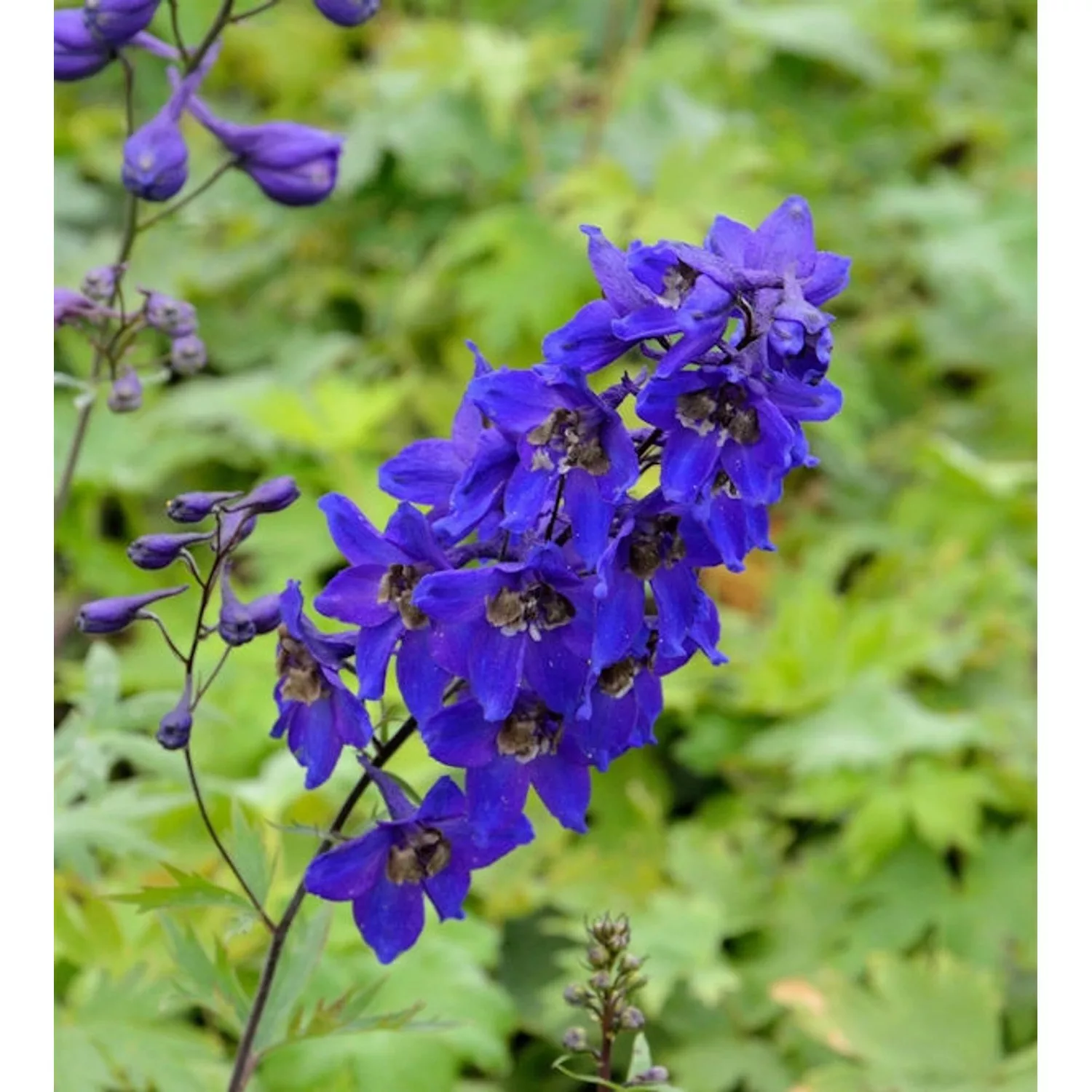 Rittersporn Black Knight - Delphinium pacific günstig online kaufen