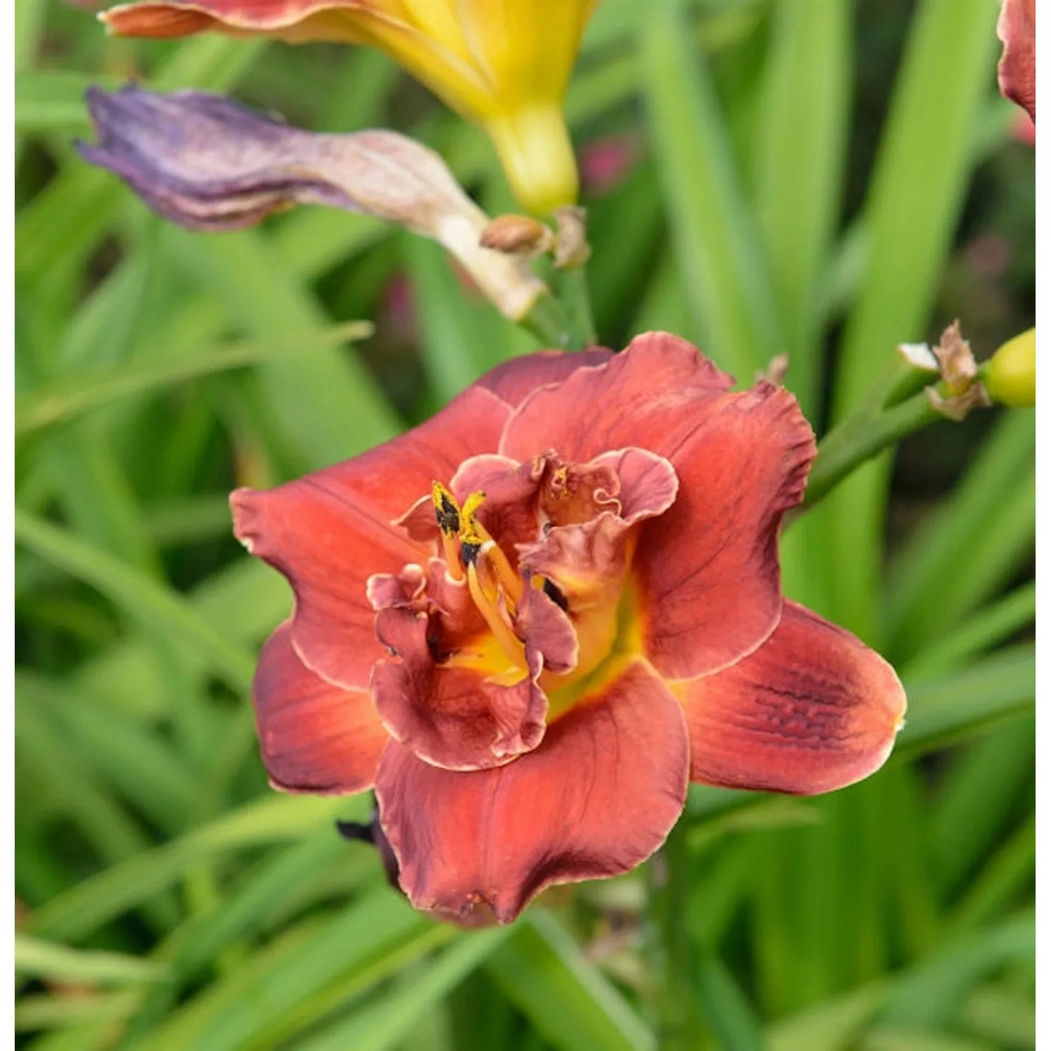 Taglilie Night Embers - Hemerocallis günstig online kaufen