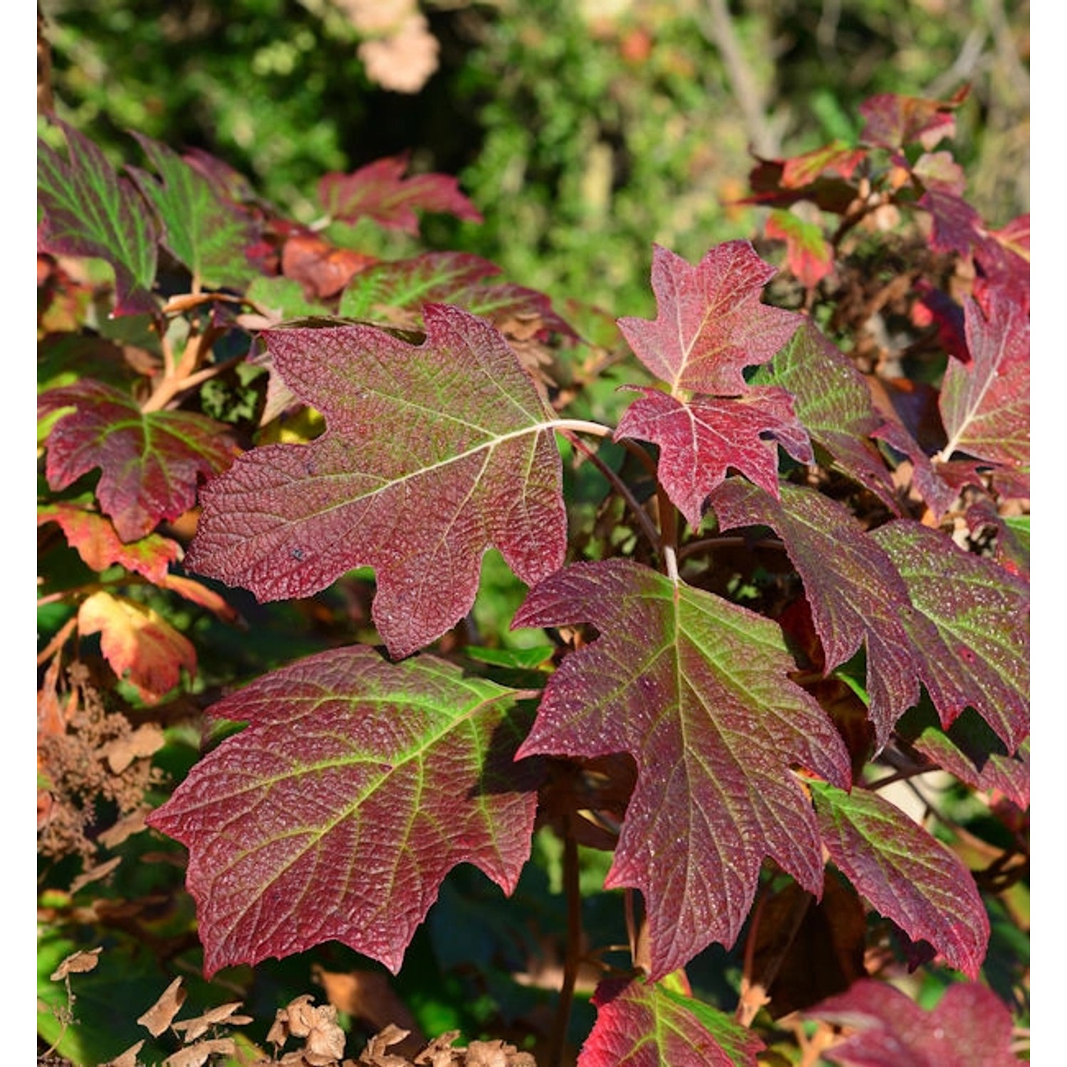 Eichenblättrige Hortensie Alice 60-80cm - Hydrangea quercifolia günstig online kaufen