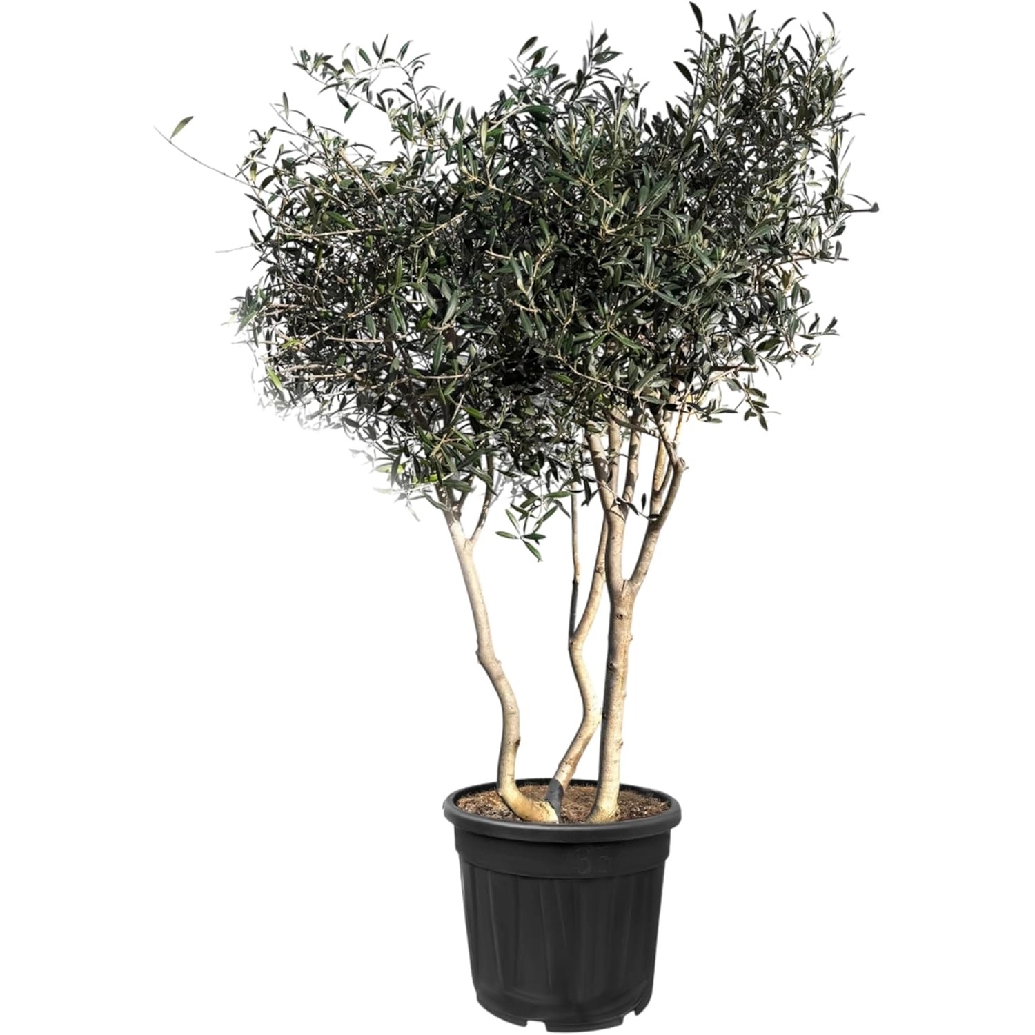 Sunny-Tree  Mehrstämmiger Olivenbaum Olea Europaea In Strauchform Busch 180 günstig online kaufen