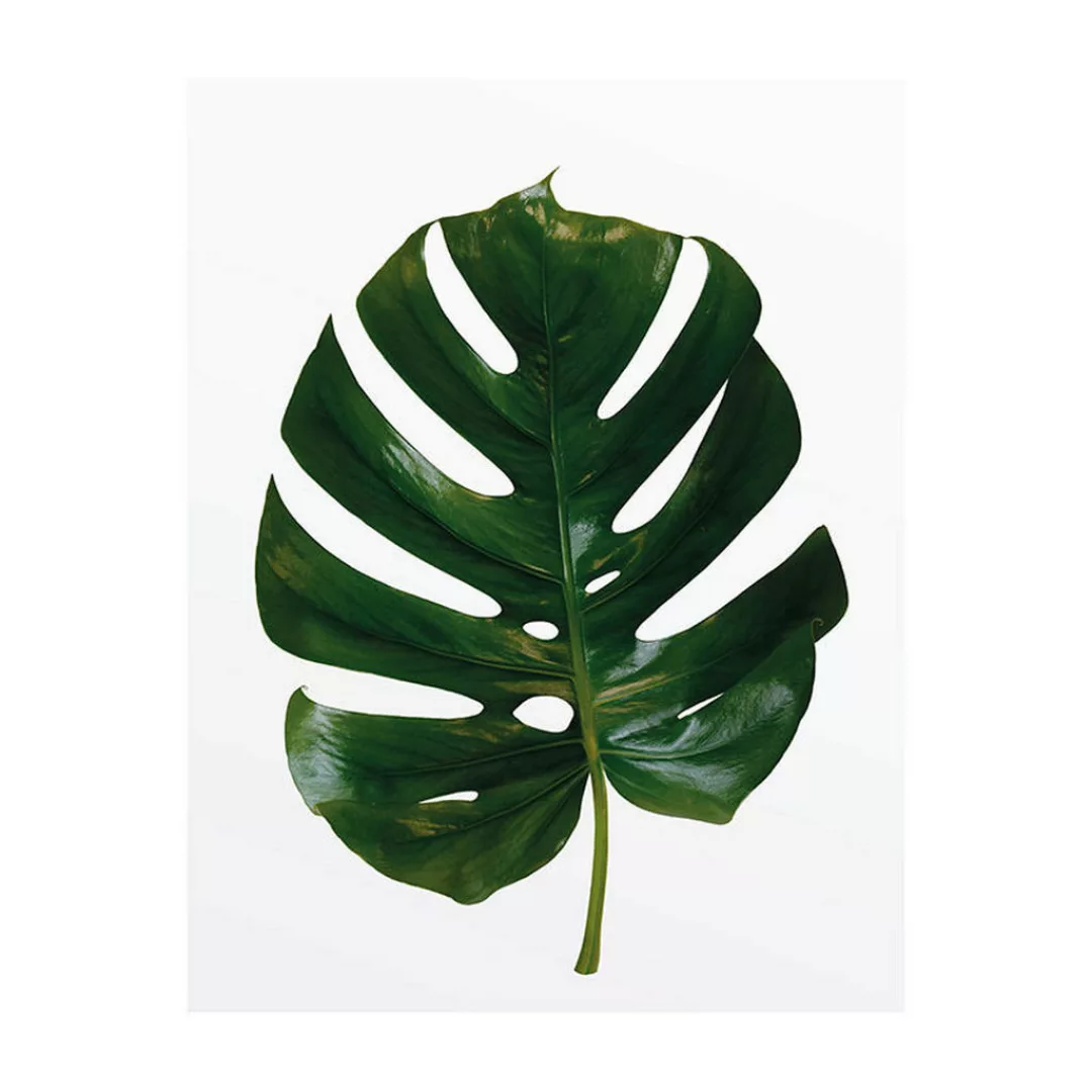 Komar Wandbild Monstera Leaf Pflanzen B/L: ca. 40x50 cm günstig online kaufen