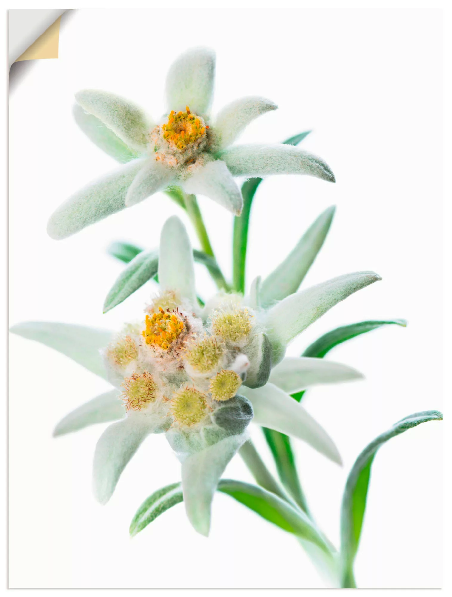 Artland Wandbild "Edelweiss", Blumen, (1 St.), als Poster, Wandaufkleber in günstig online kaufen