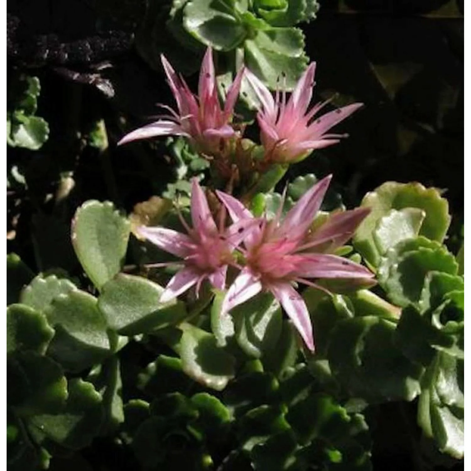 Kaukasus Asienfetthenne Coccineum - Sedum spurium günstig online kaufen