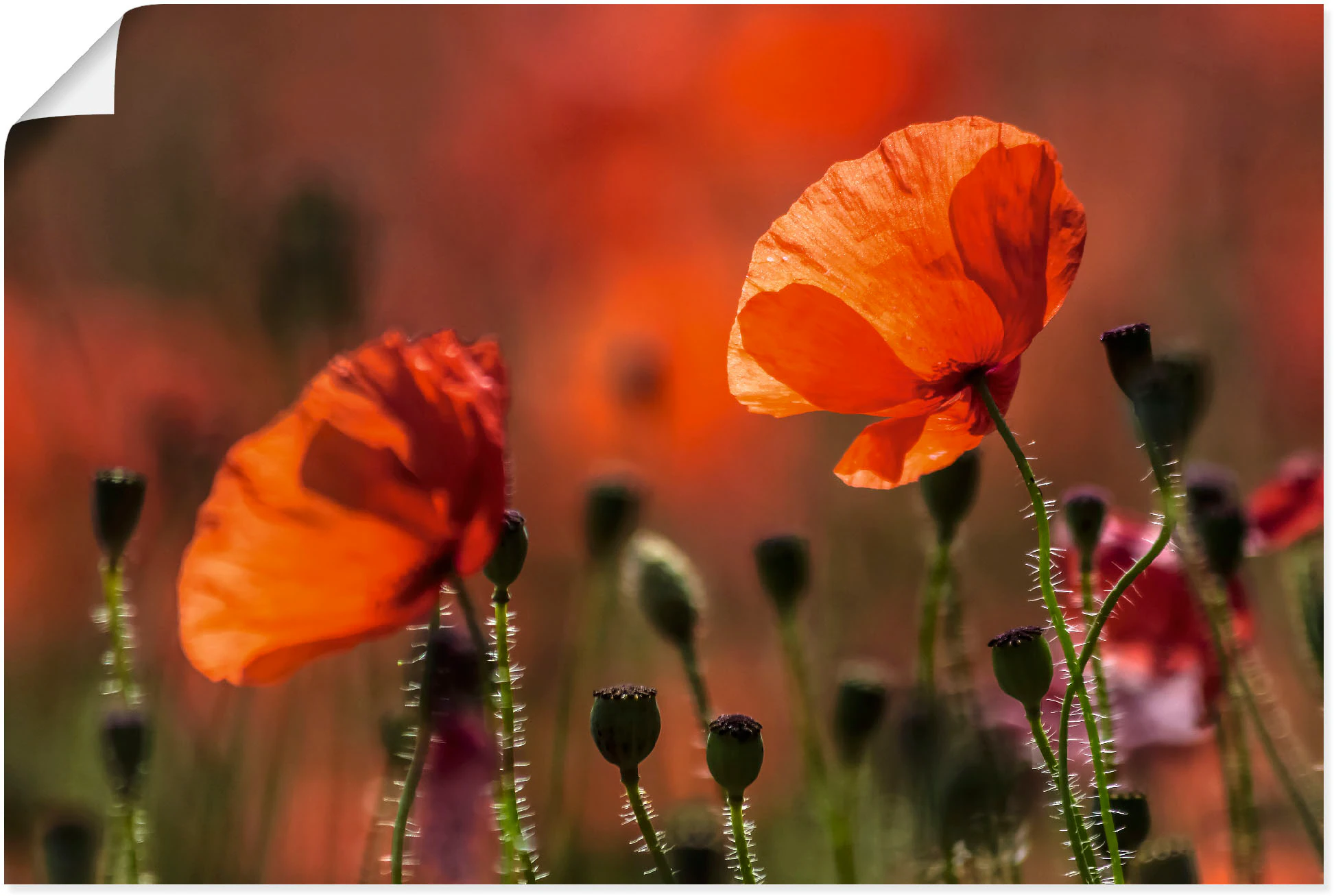 Artland Wandbild "Rote Mohnblumen in der Provence", Blumenbilder, (1 St.), günstig online kaufen