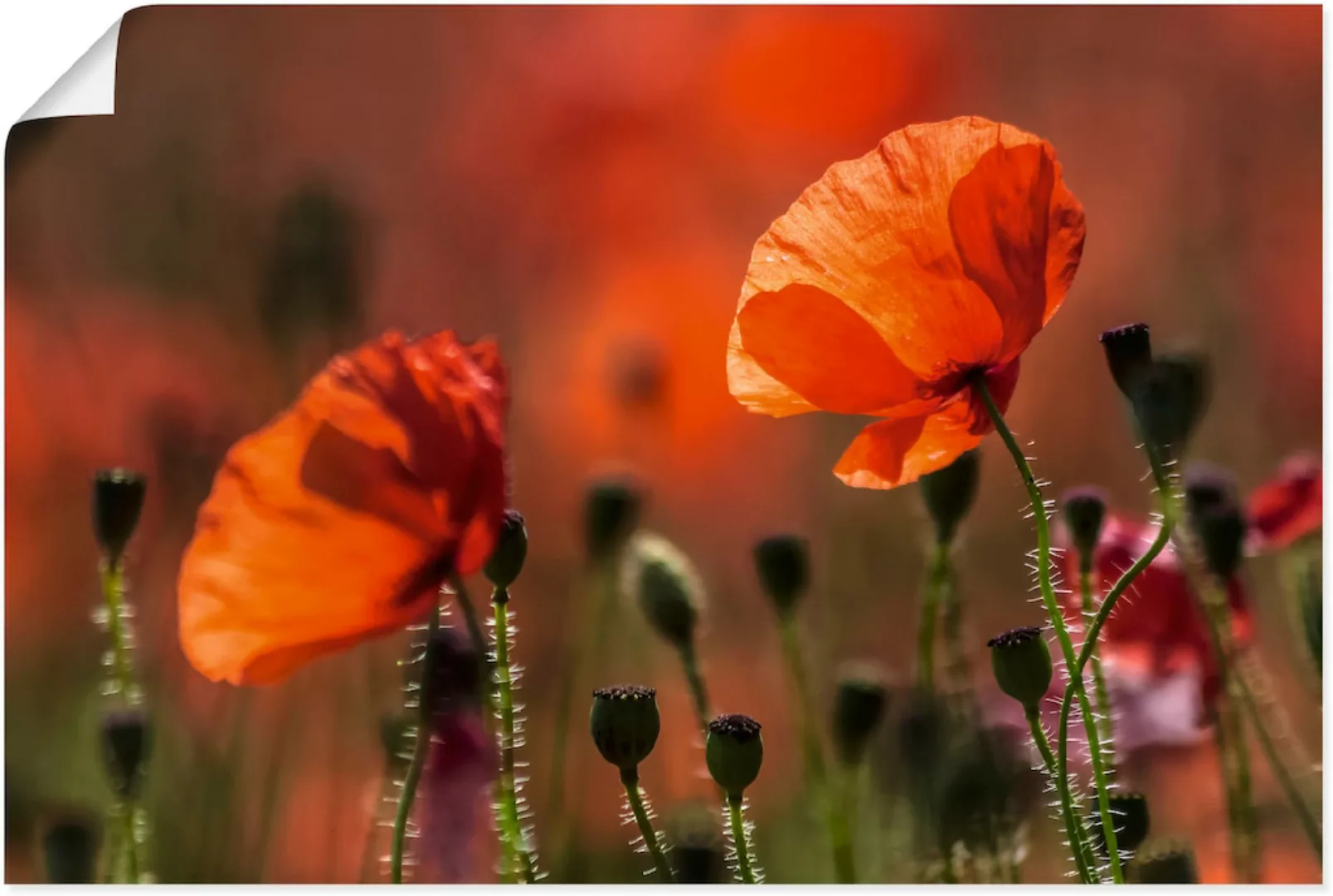 Artland Wandbild »Rote Mohnblumen in der Provence«, Blumenbilder, (1 St.), günstig online kaufen