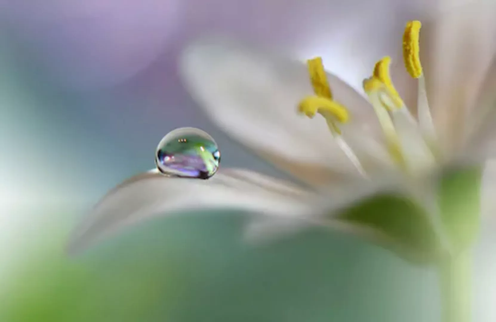 Papermoon Fototapete »Zen Wassertropfen mit Blume Makro« günstig online kaufen