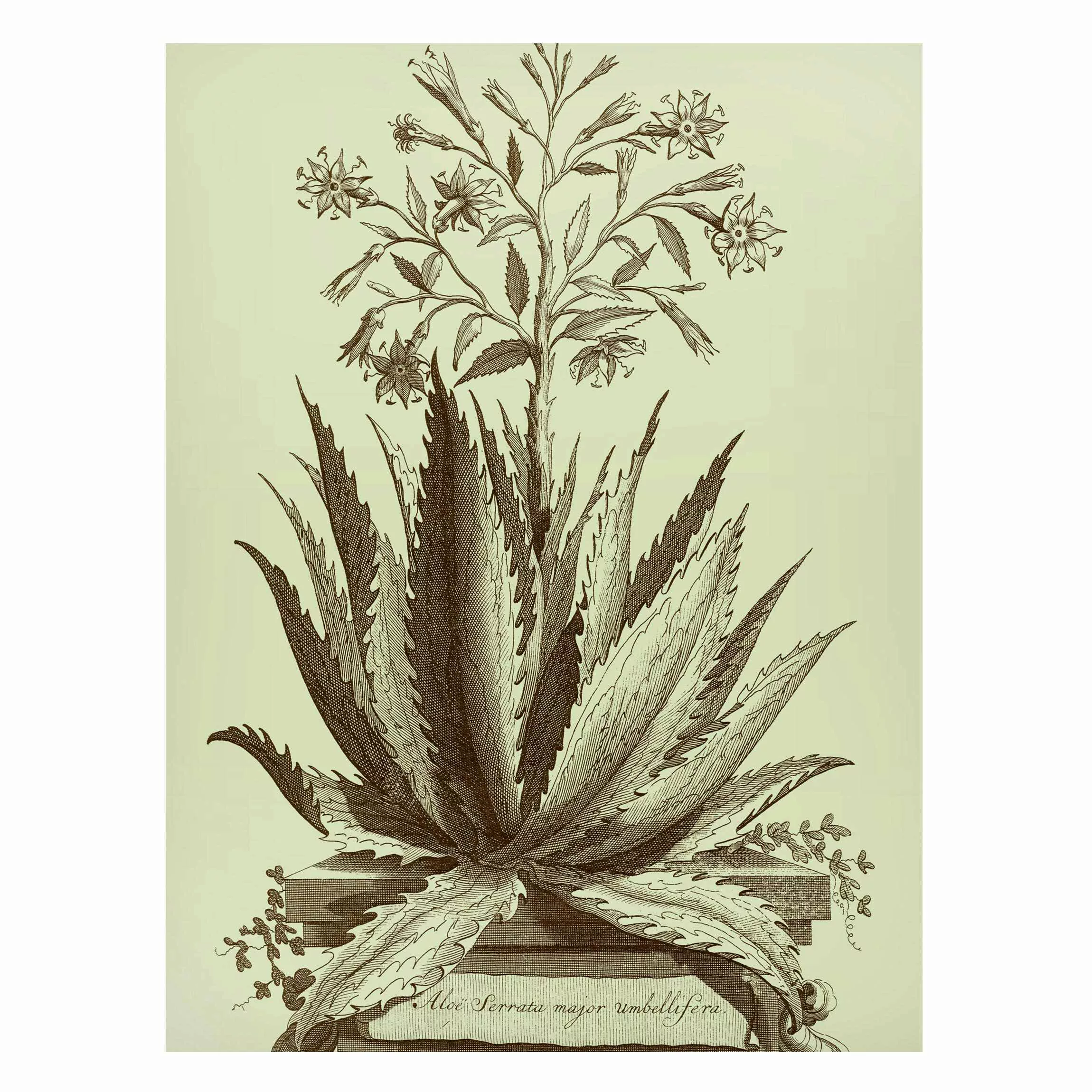 Magnettafel Blumen - Hochformat 3:4 Vintage Aloe Serrata günstig online kaufen