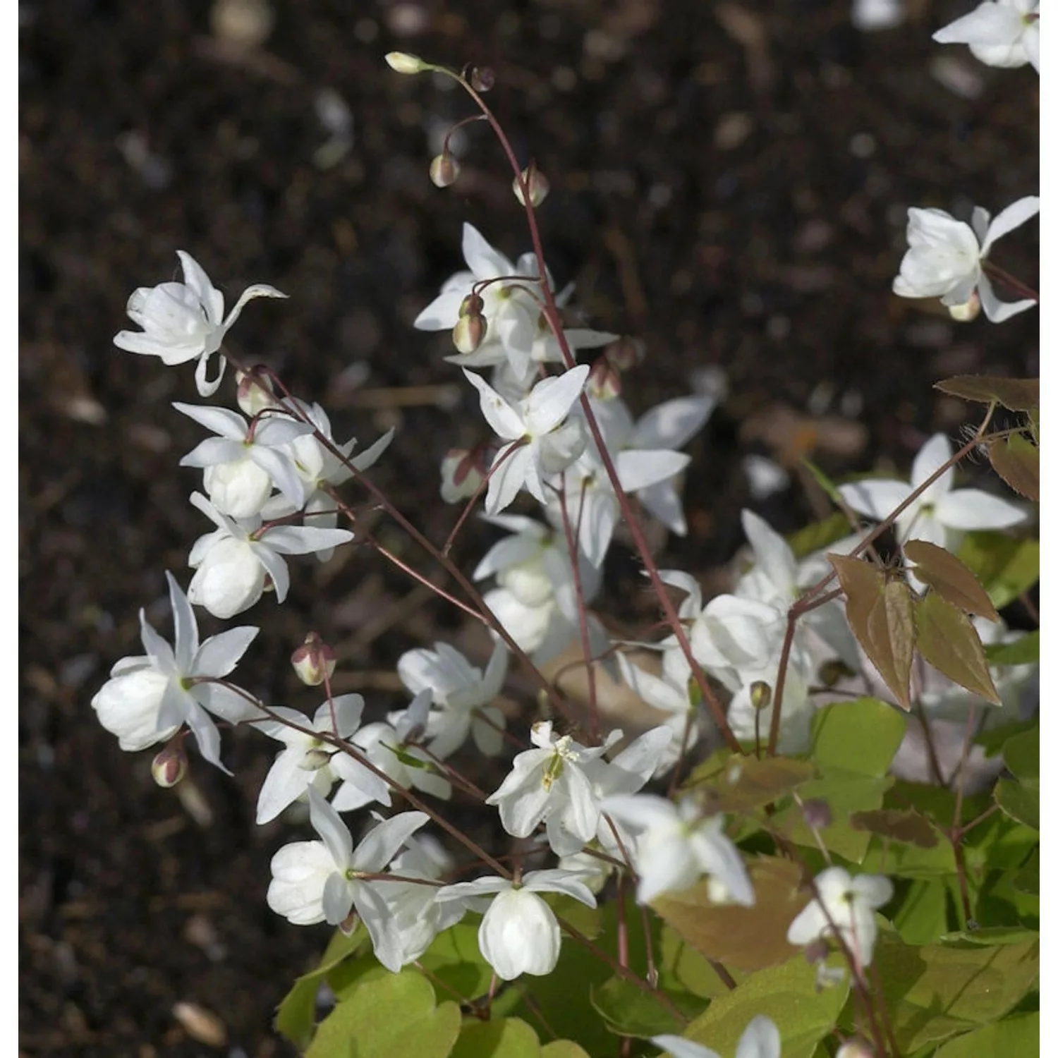 Zweiblättrige Elfenblume - Epimedium diphyllum günstig online kaufen