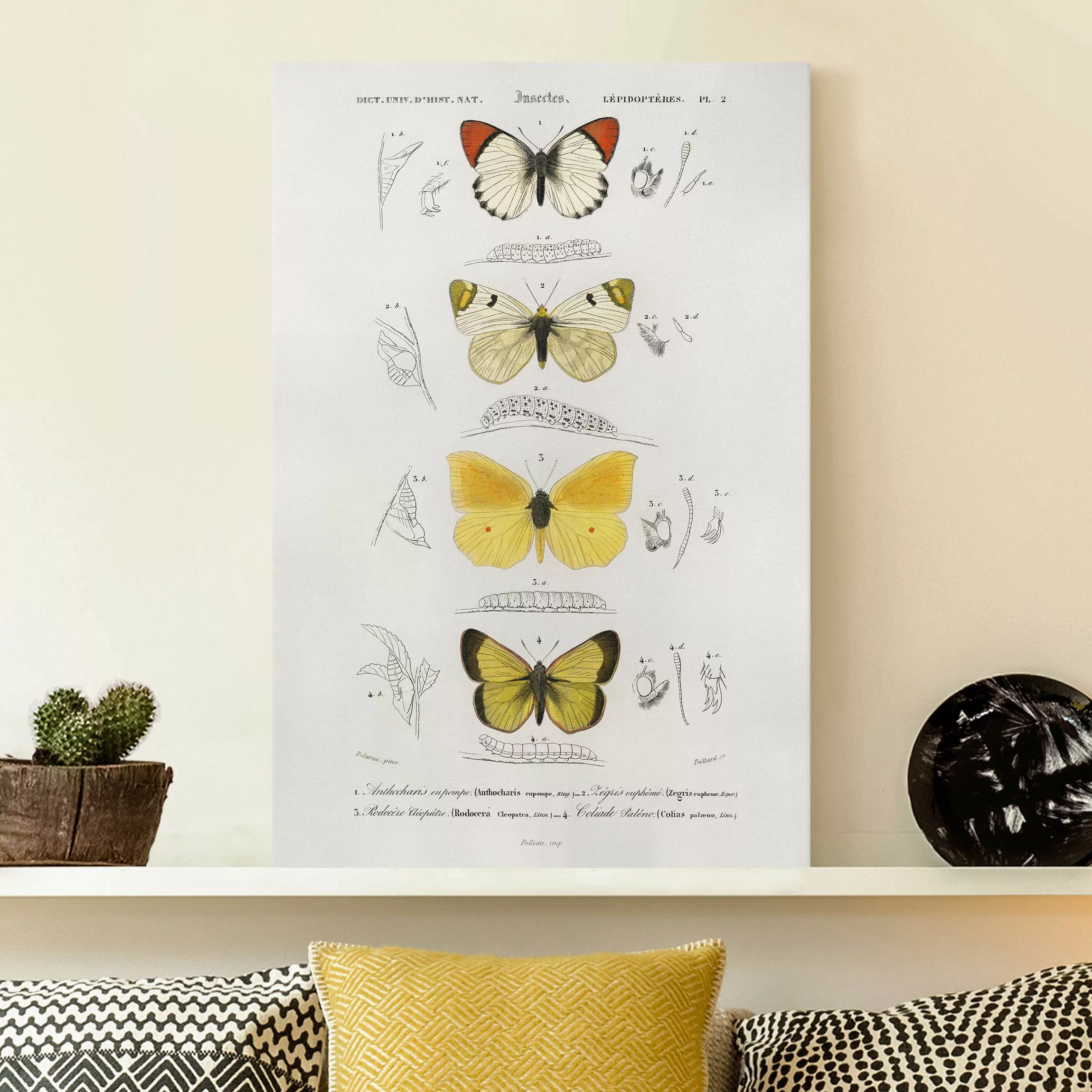 Leinwandbild Vintage Lehrtafel Schmetterlinge II günstig online kaufen
