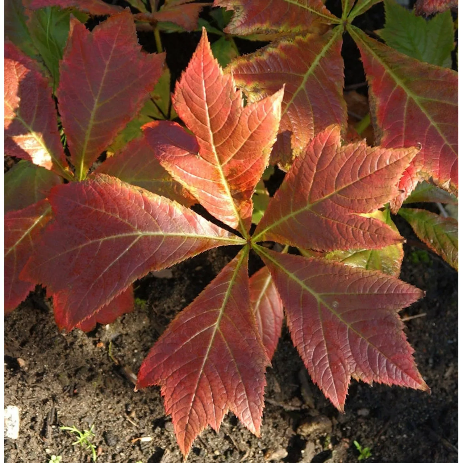 Gestieltblättriges Schaublatt Rotlaub - Rodgersia podophylla günstig online kaufen