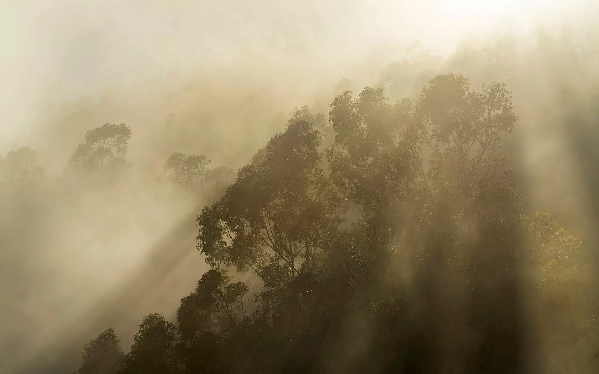 Komar Fototapete »Vlies Fototapete - Foggy Sunshine - Größe 400 x 250 cm«, günstig online kaufen
