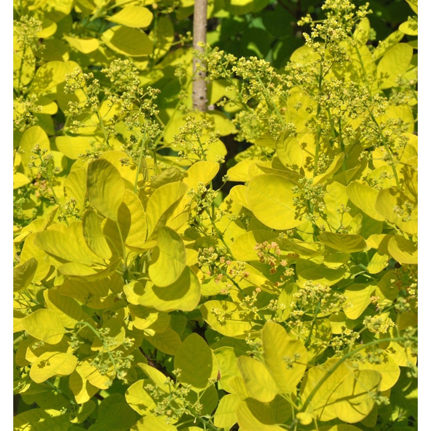 Perückenstrauch Golden Lady 30-40cm - Cotinus coggygria günstig online kaufen