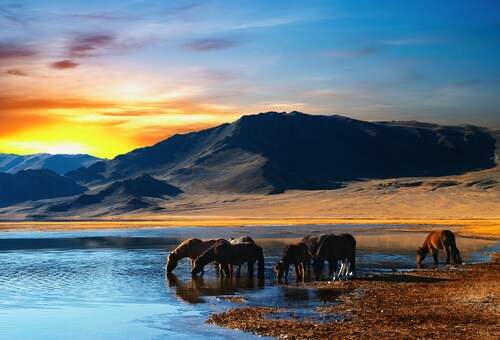 Papermoon Fototapete »Drinking Horses« günstig online kaufen