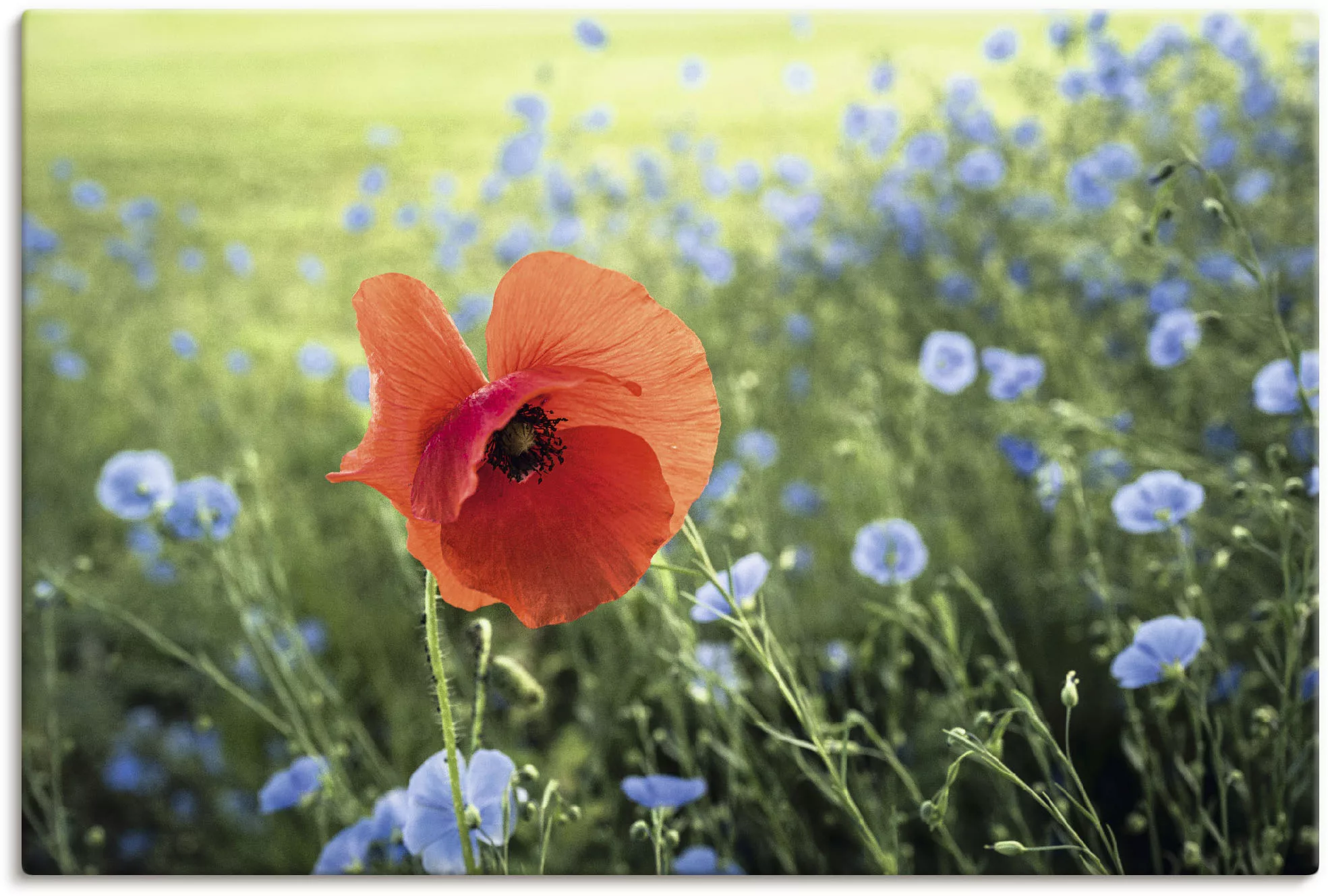 Artland Leinwandbild "Mohnblüte III", Blumenbilder, (1 St.), auf Keilrahmen günstig online kaufen