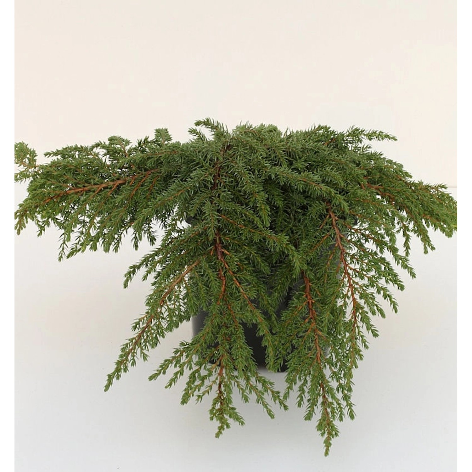 Grüner Kriechwacholder Green Carpet 25-30cm - Juniperus communis günstig online kaufen