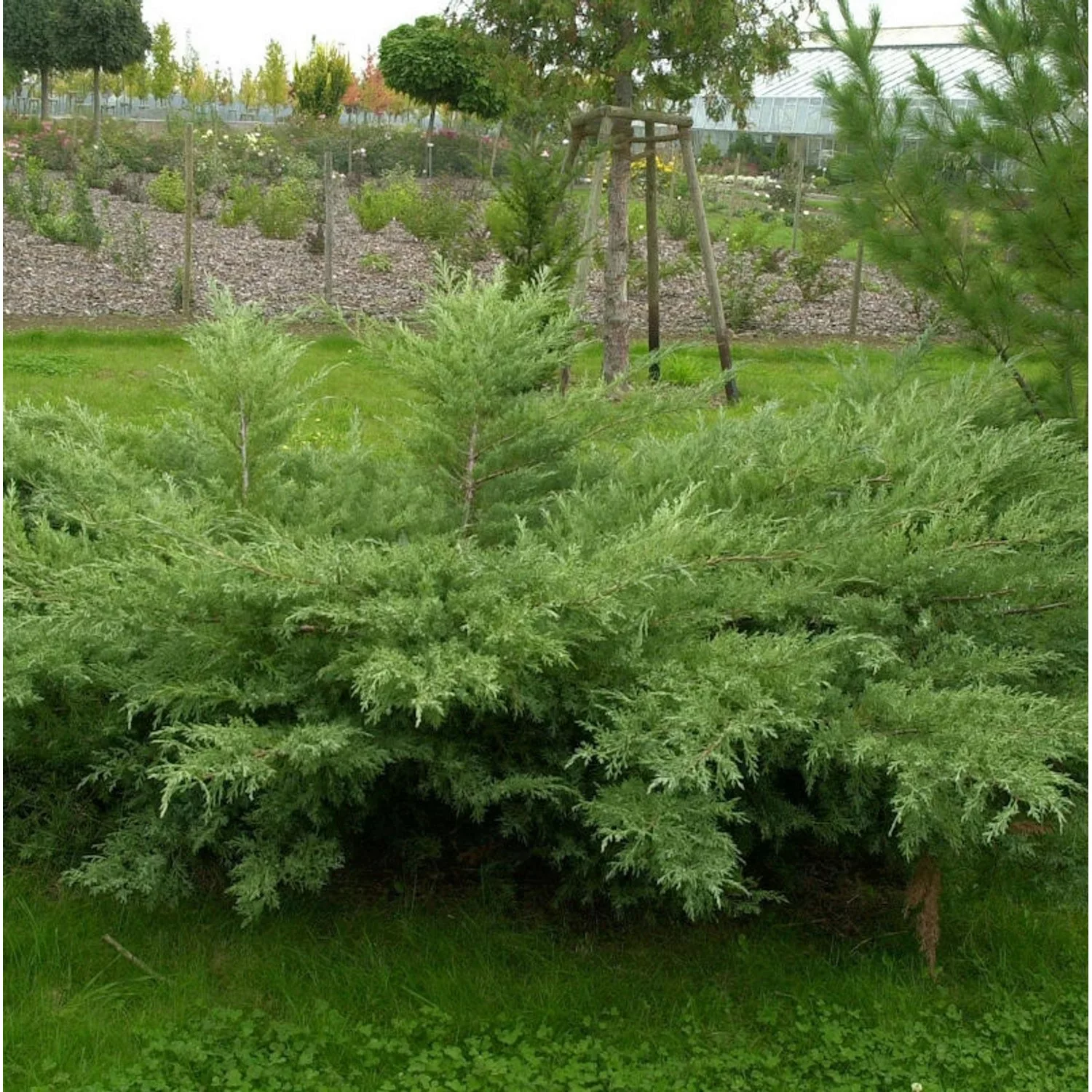 Grauer Pfitzerwacholder Hetzii 60-80cm - Juniperus media günstig online kaufen