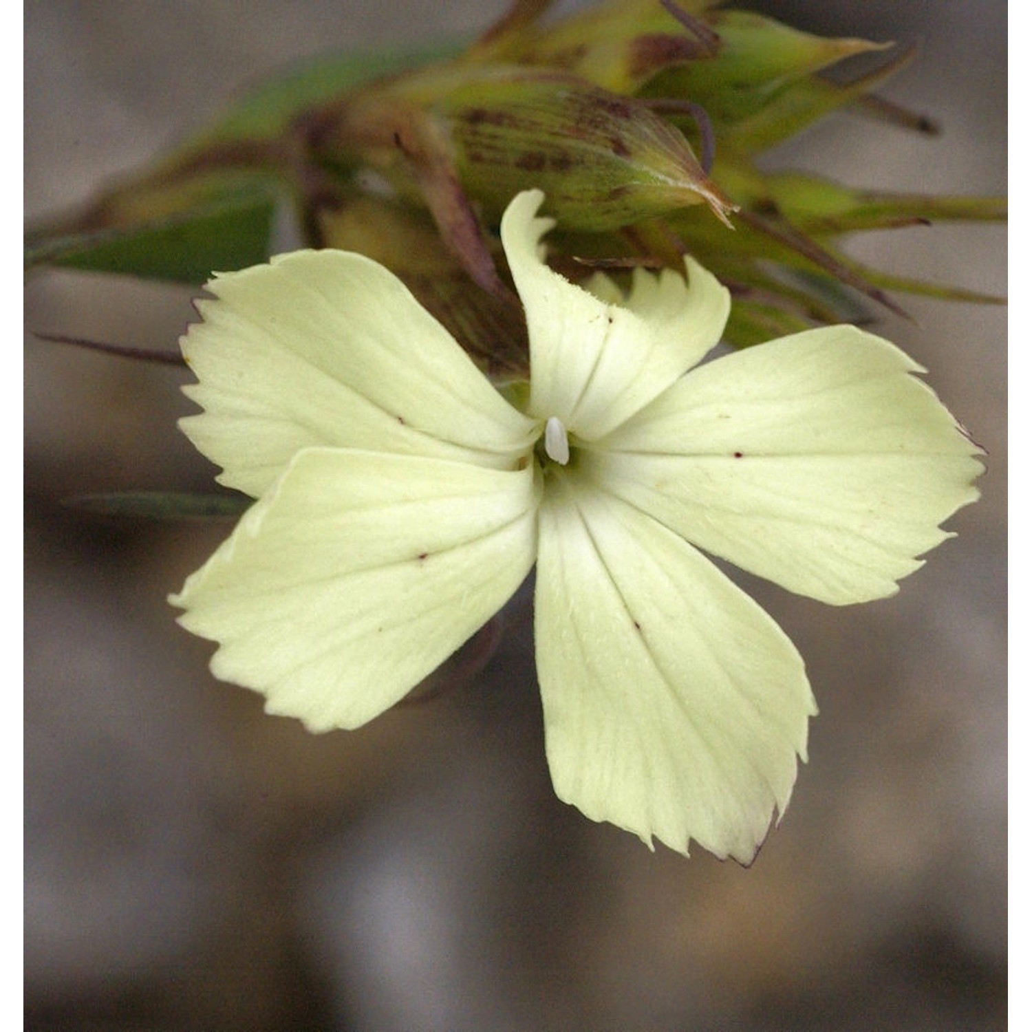 Gelbe Balkan Nelke - Dianthus knappii günstig online kaufen