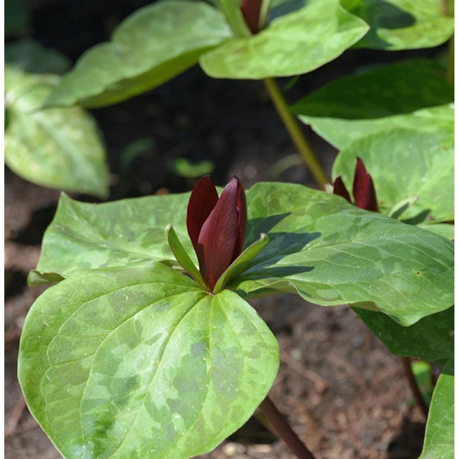 Dreiblatt Waldlilie Zwergtrillium - Trillium cuneatum günstig online kaufen