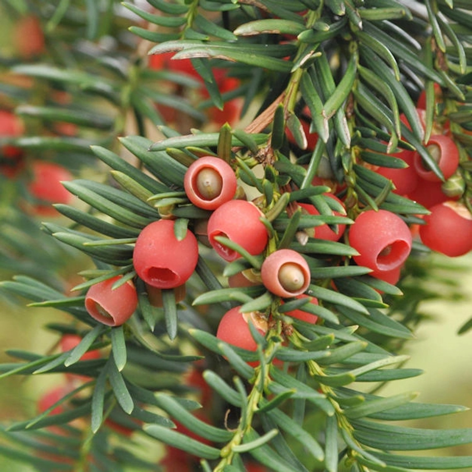 Heimische Eibe Gewöhnliche Eibe 100-125cm - Taxus baccata günstig online kaufen