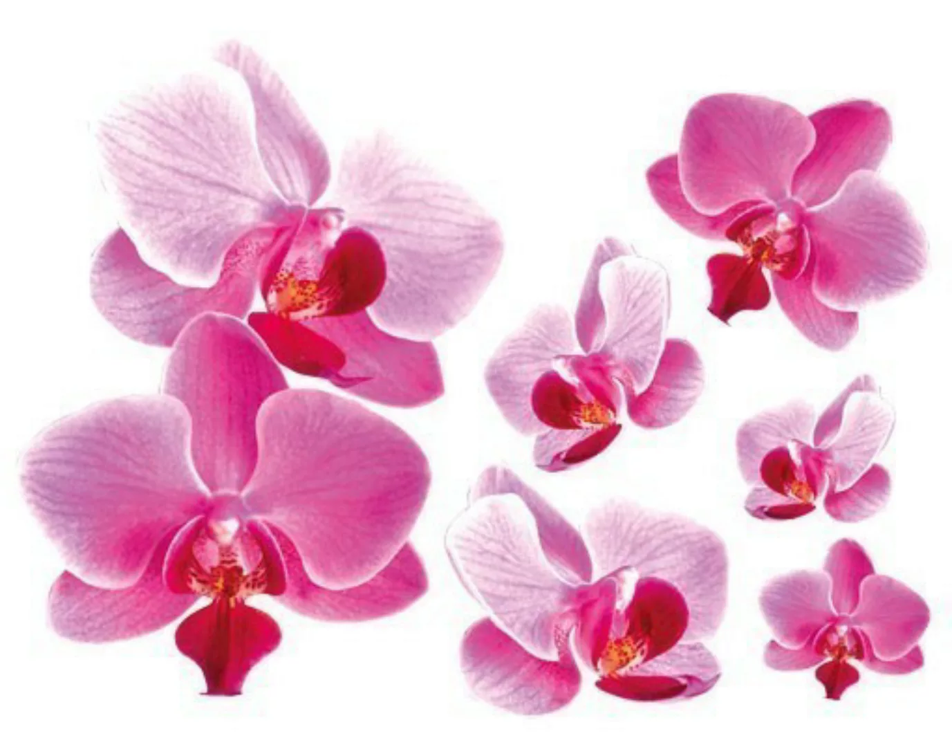 Wandtattoo Blumen Rosa Orchideen günstig online kaufen