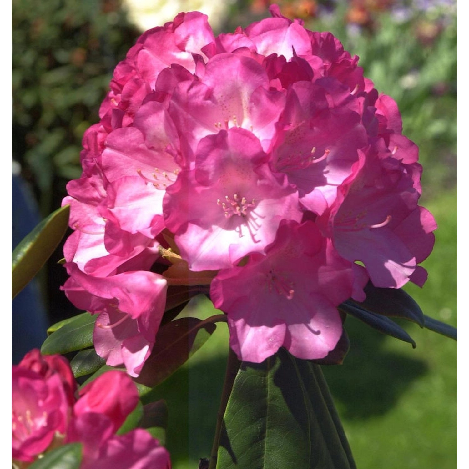 Rhododendron Fantastica 40-50cm - Alpenrose günstig online kaufen