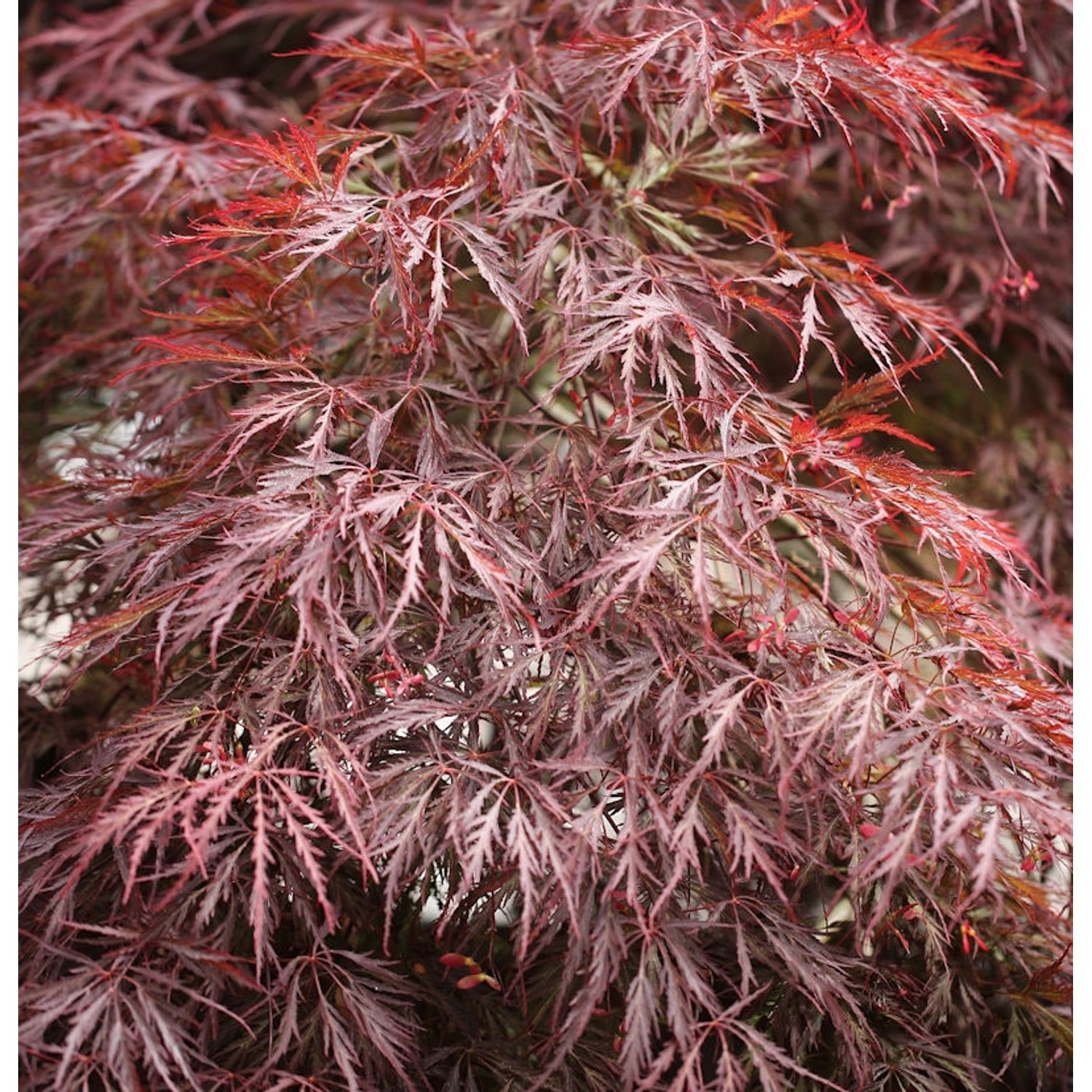 Hochstamm Dunkelroter Schlitz Ahorn Garnet 100-125cm - Acer palmatum günstig online kaufen