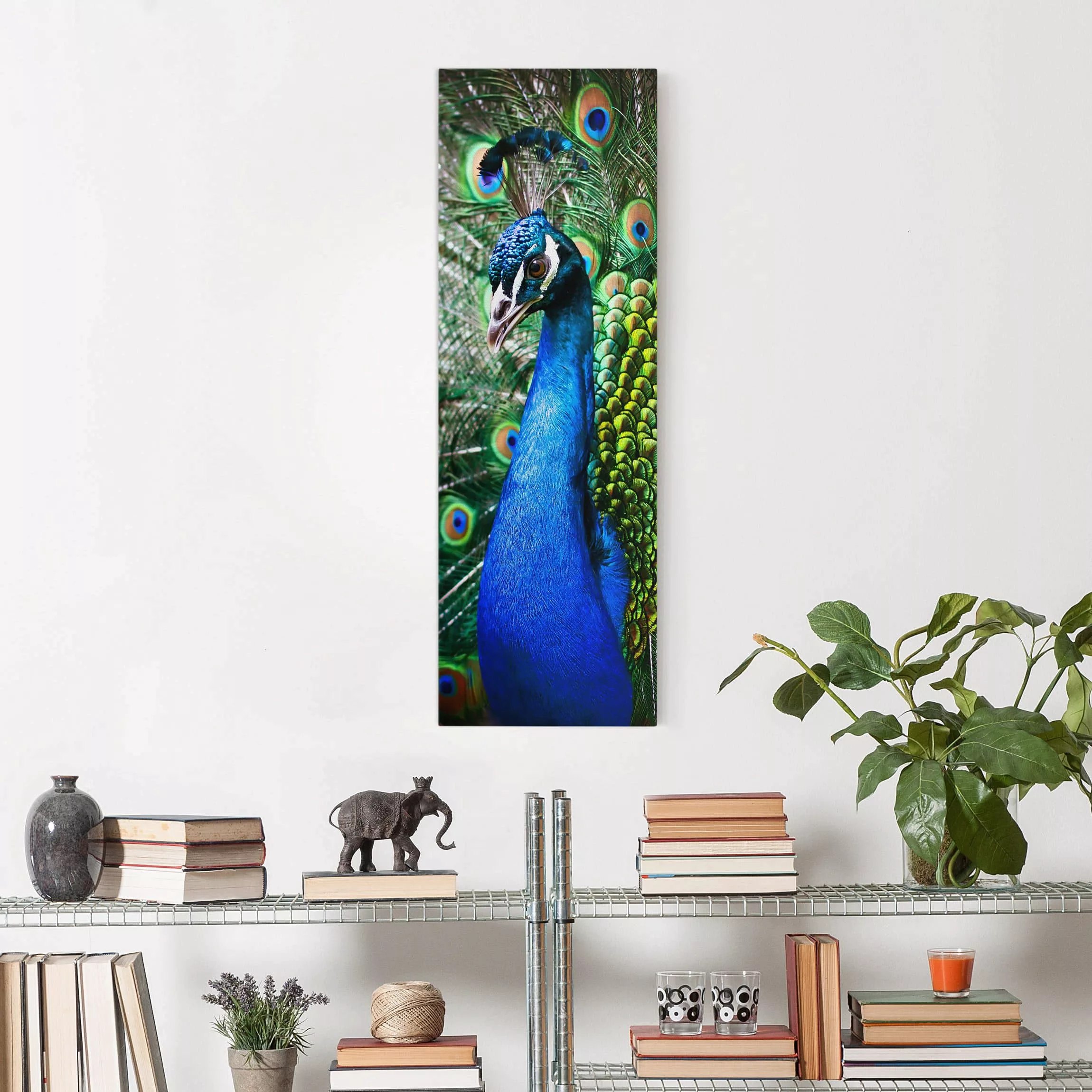 Leinwandbild Tiere - Hochformat Edler Pfau günstig online kaufen