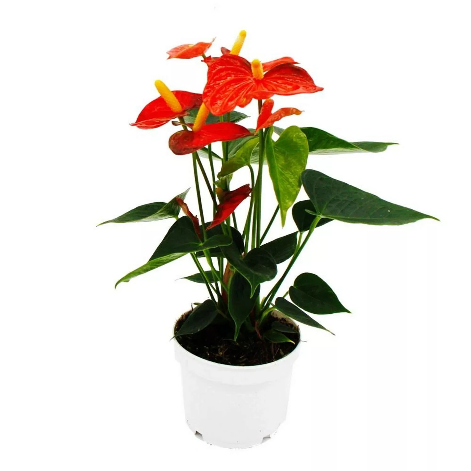 Exotenherz Flamingoblume Anthurium Andreanum Anthurie 12cm Topf Orange Cham günstig online kaufen