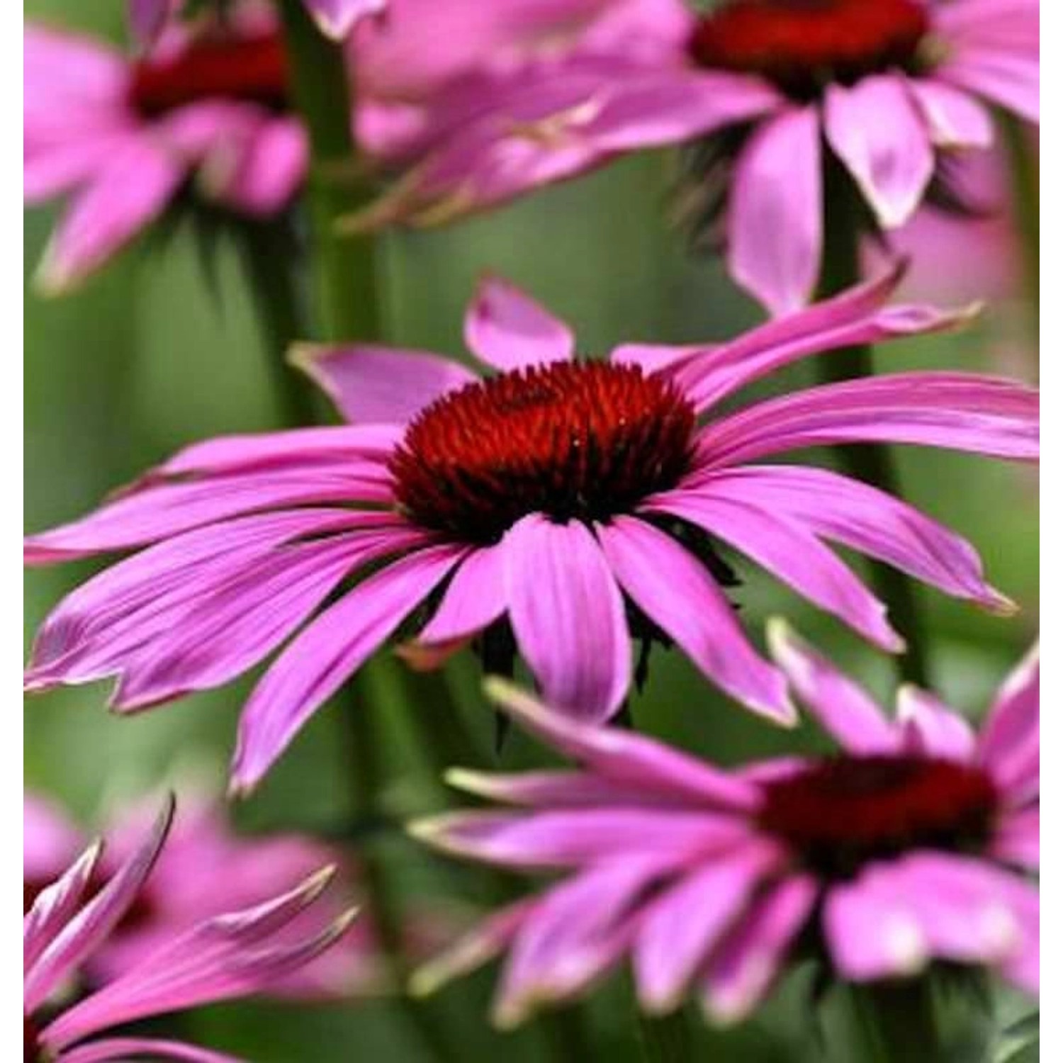 Sonnenhut Little Magnus - Echinacea purpurea günstig online kaufen