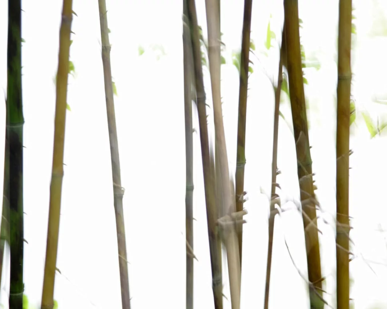 Fototapete "Bambus" 4,00x2,50 m / Strukturvlies Klassik günstig online kaufen