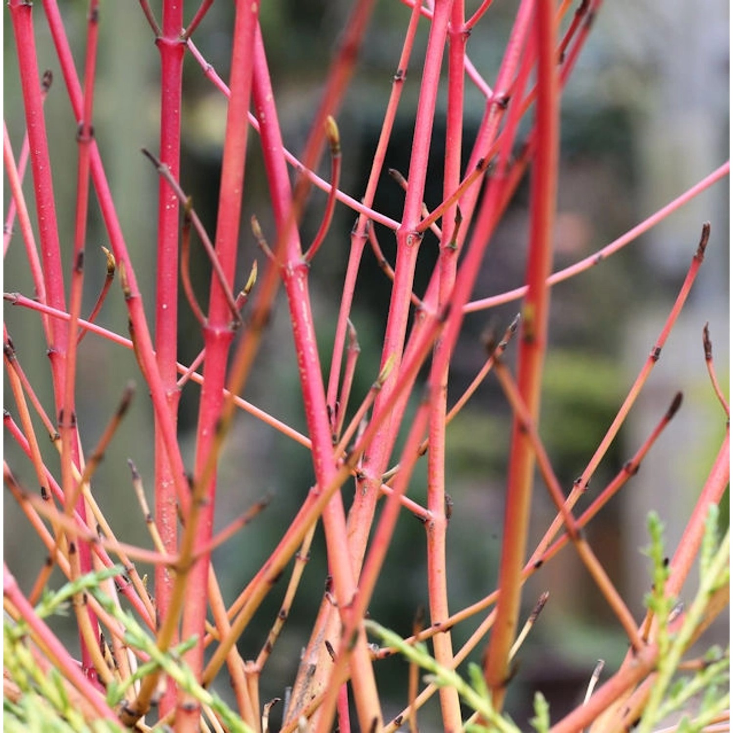 Roter Hartriegel 60-80cm - Cornus sanguinea günstig online kaufen