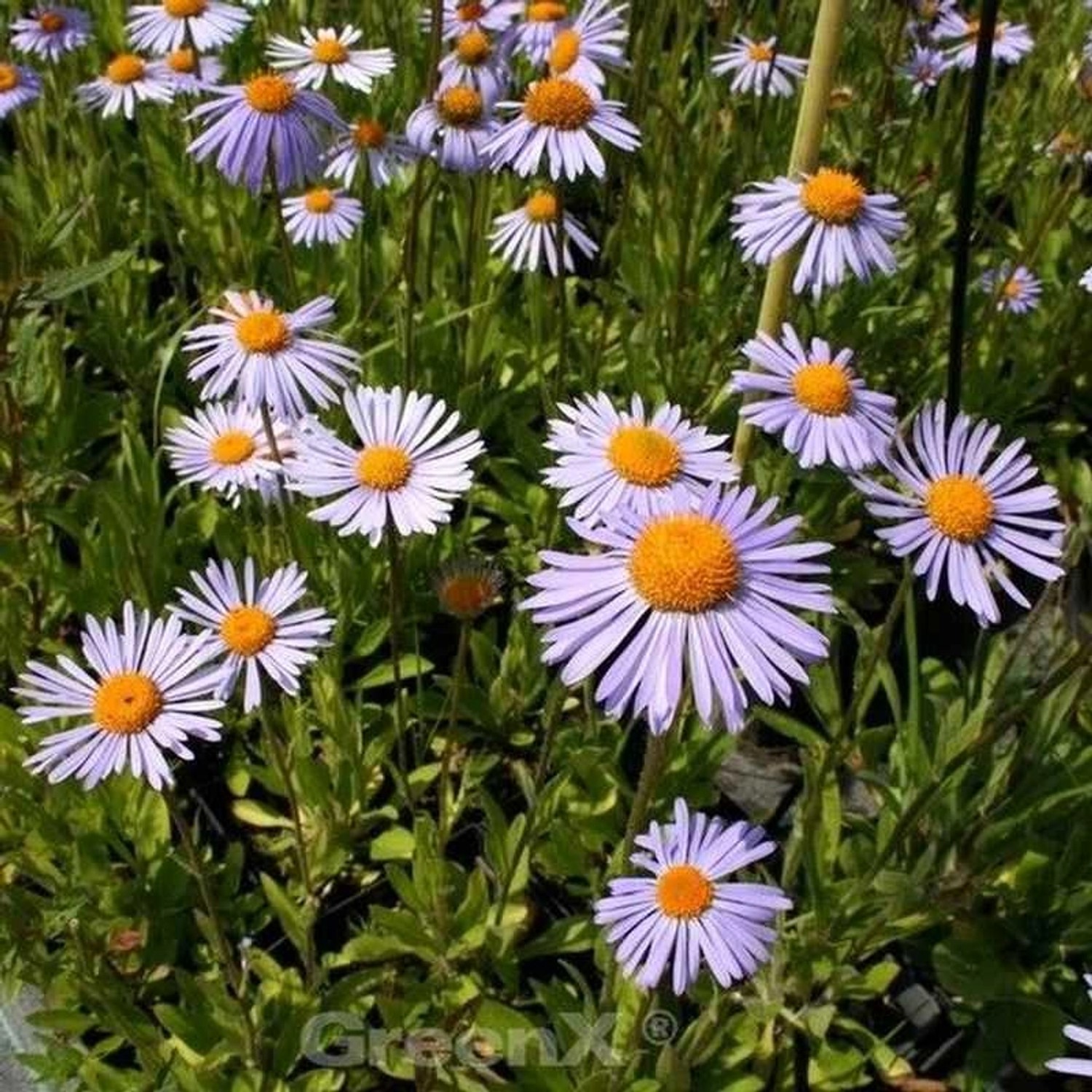 Kissenaster Silberteppich - Aster dumosus günstig online kaufen