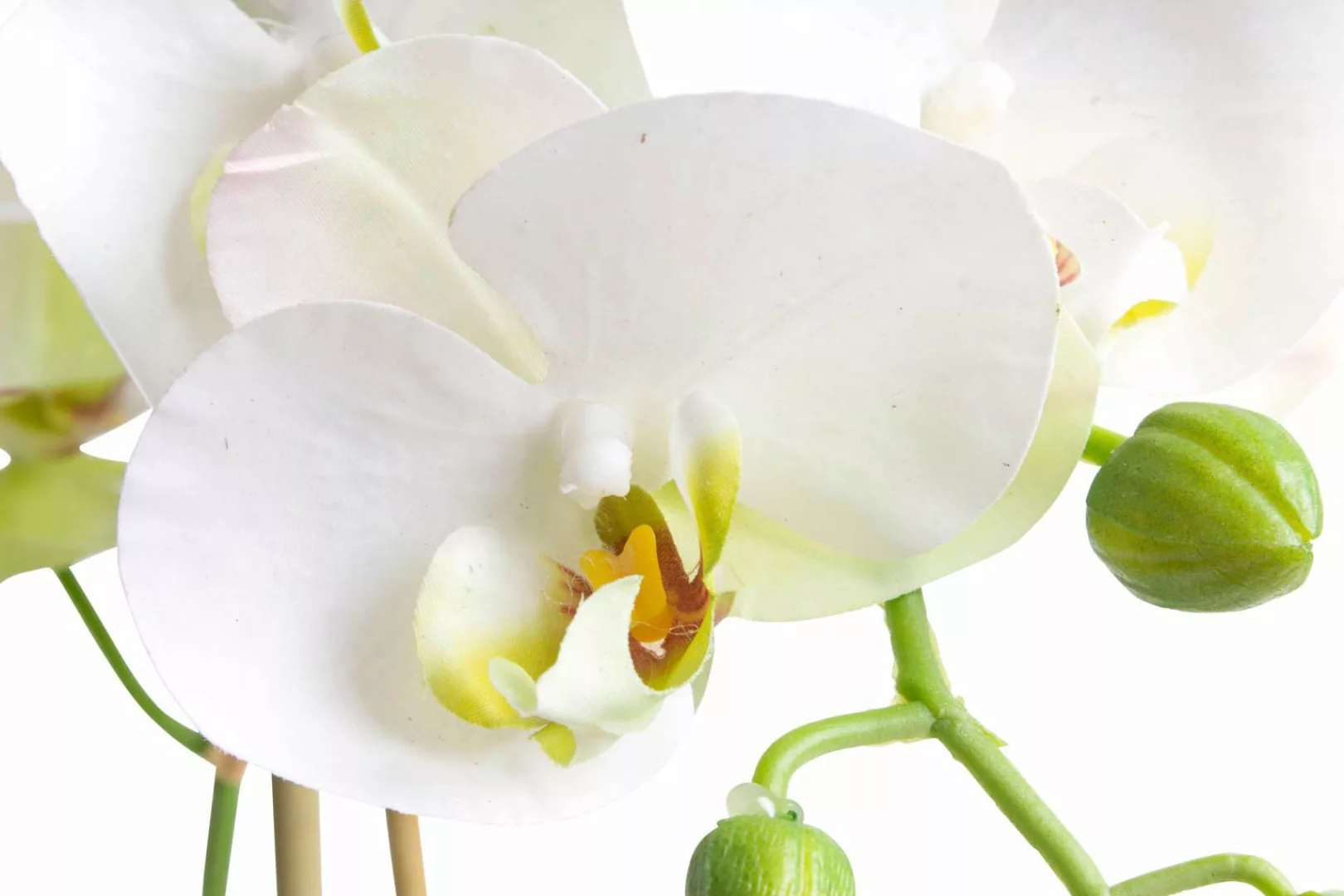 Botanic-Haus Kunstorchidee "Orchidee Bora" günstig online kaufen