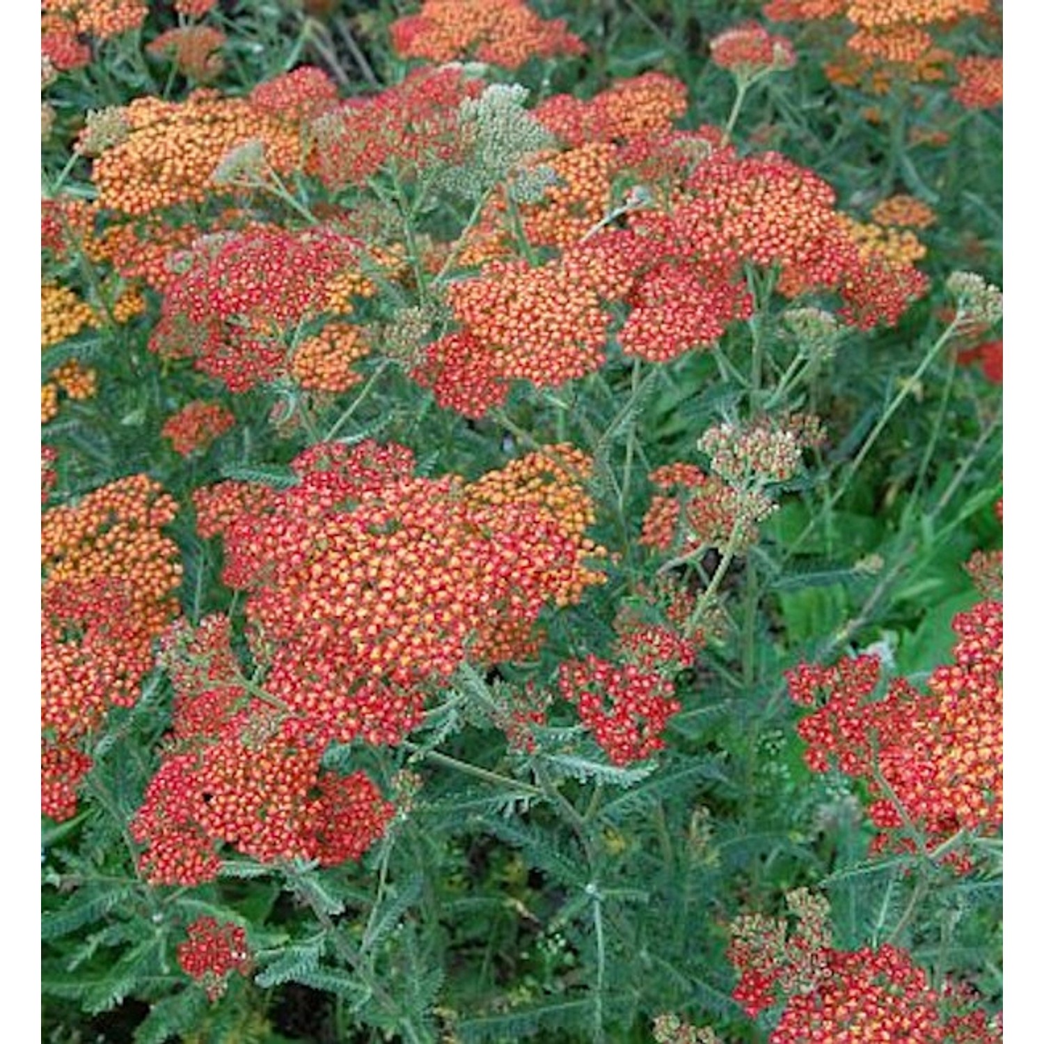 Schafgarbe Feuerland - Achillea millefolium günstig online kaufen