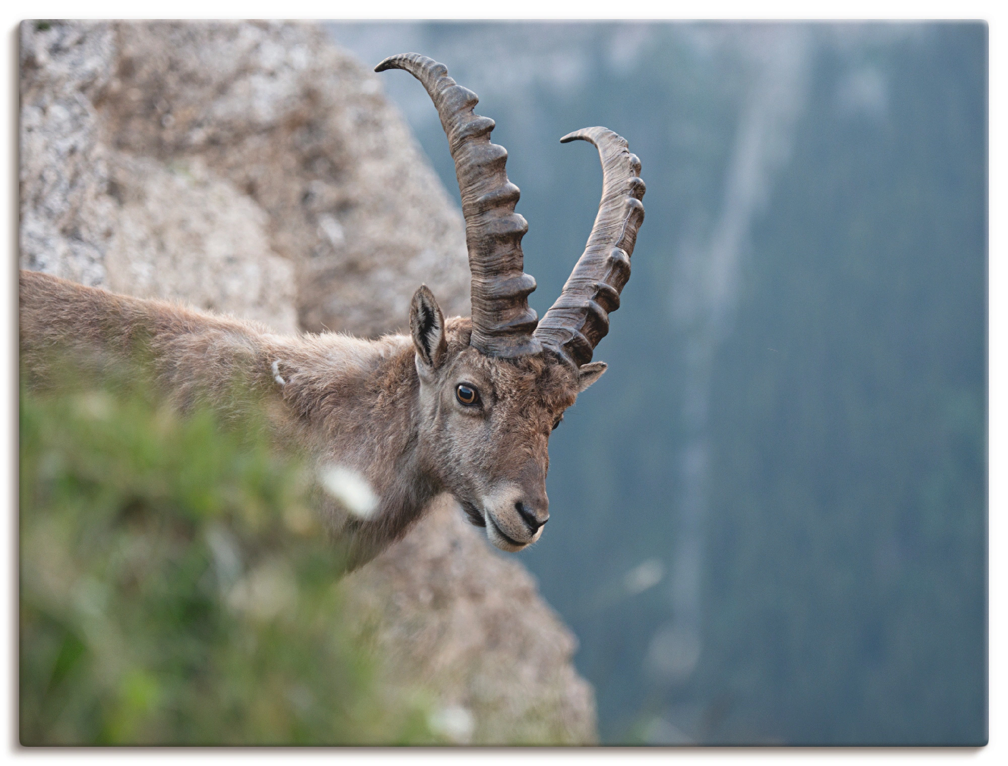 Artland Leinwandbild "Steinbock", Wildtiere, (1 St.), auf Keilrahmen gespan günstig online kaufen