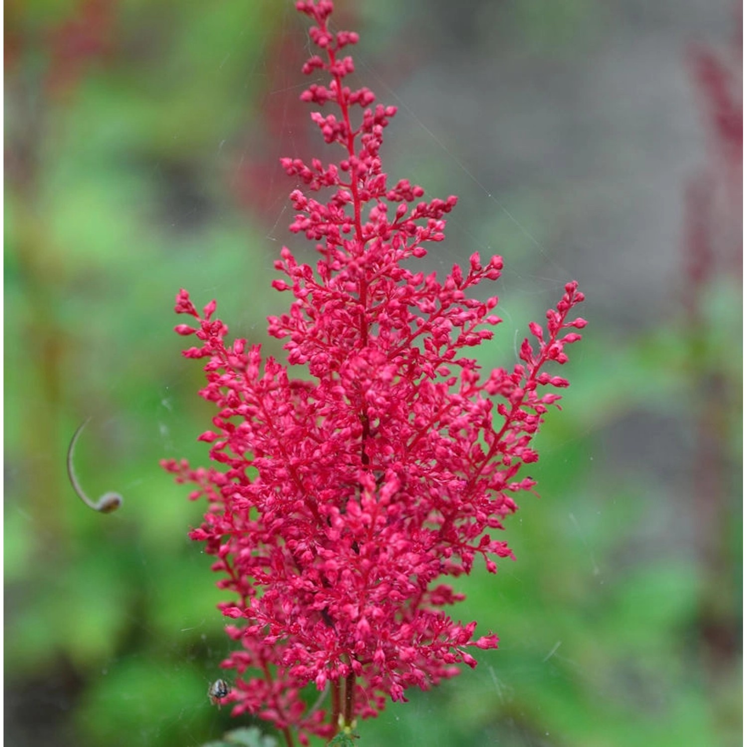 Prachtspiere Red Sentinel - Astilbe japonica günstig online kaufen