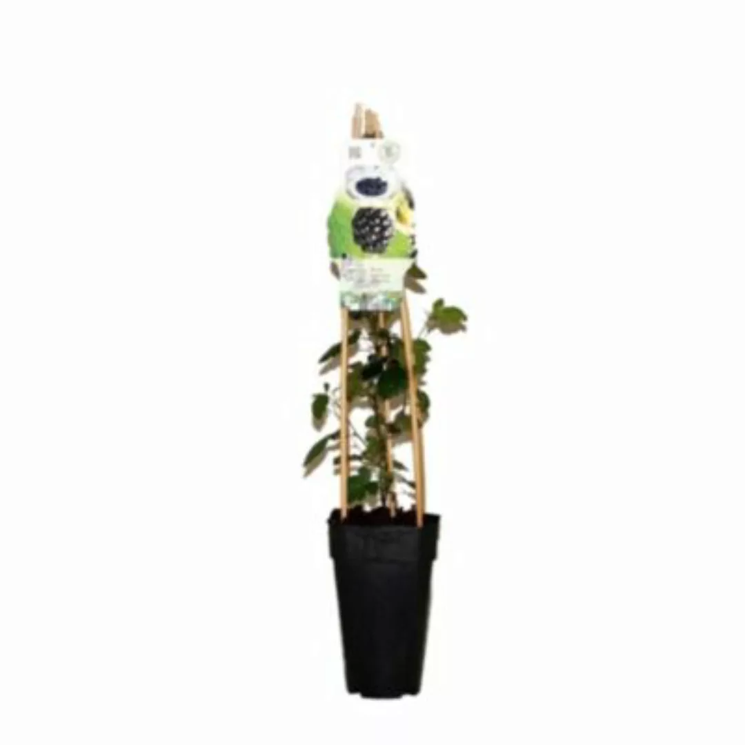 Gärtnerei Müller dornenlose Brombeere, (Rubus fructiosus), Sorte: Thornfree günstig online kaufen