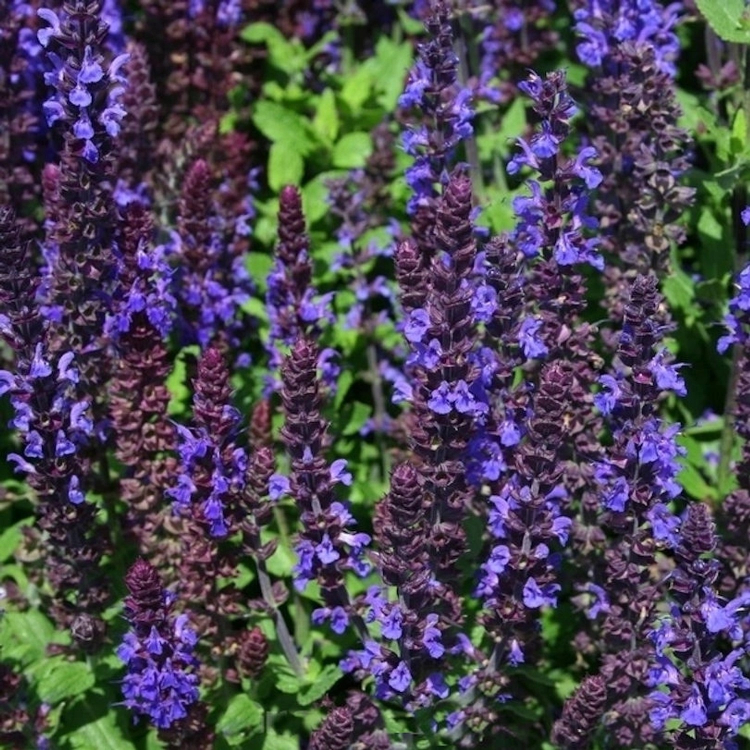 Salbei Sensation Compact Deep Blue - Salvia nemorosa günstig online kaufen