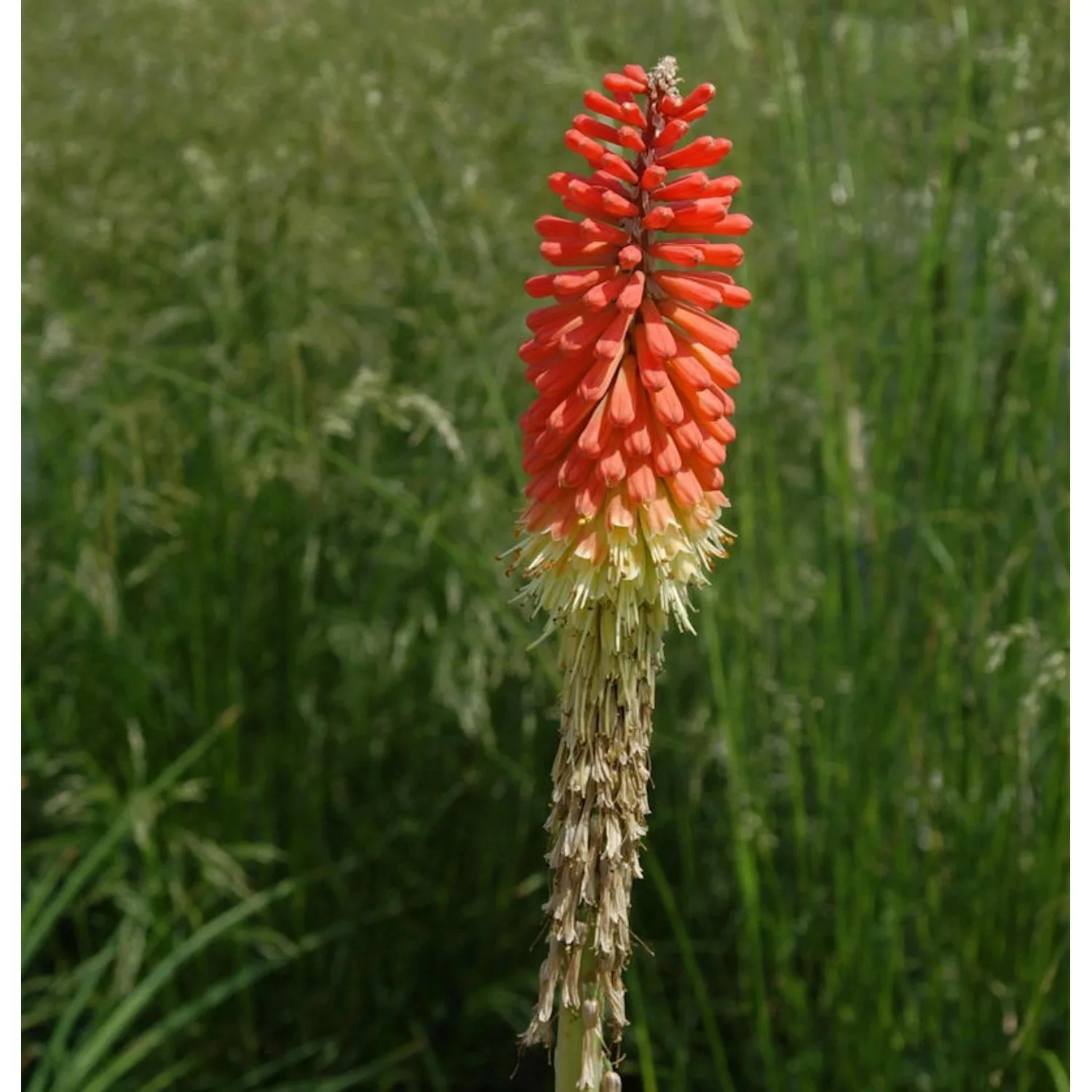 Fackellilie Nancys Red - Kniphofia uvaria günstig online kaufen