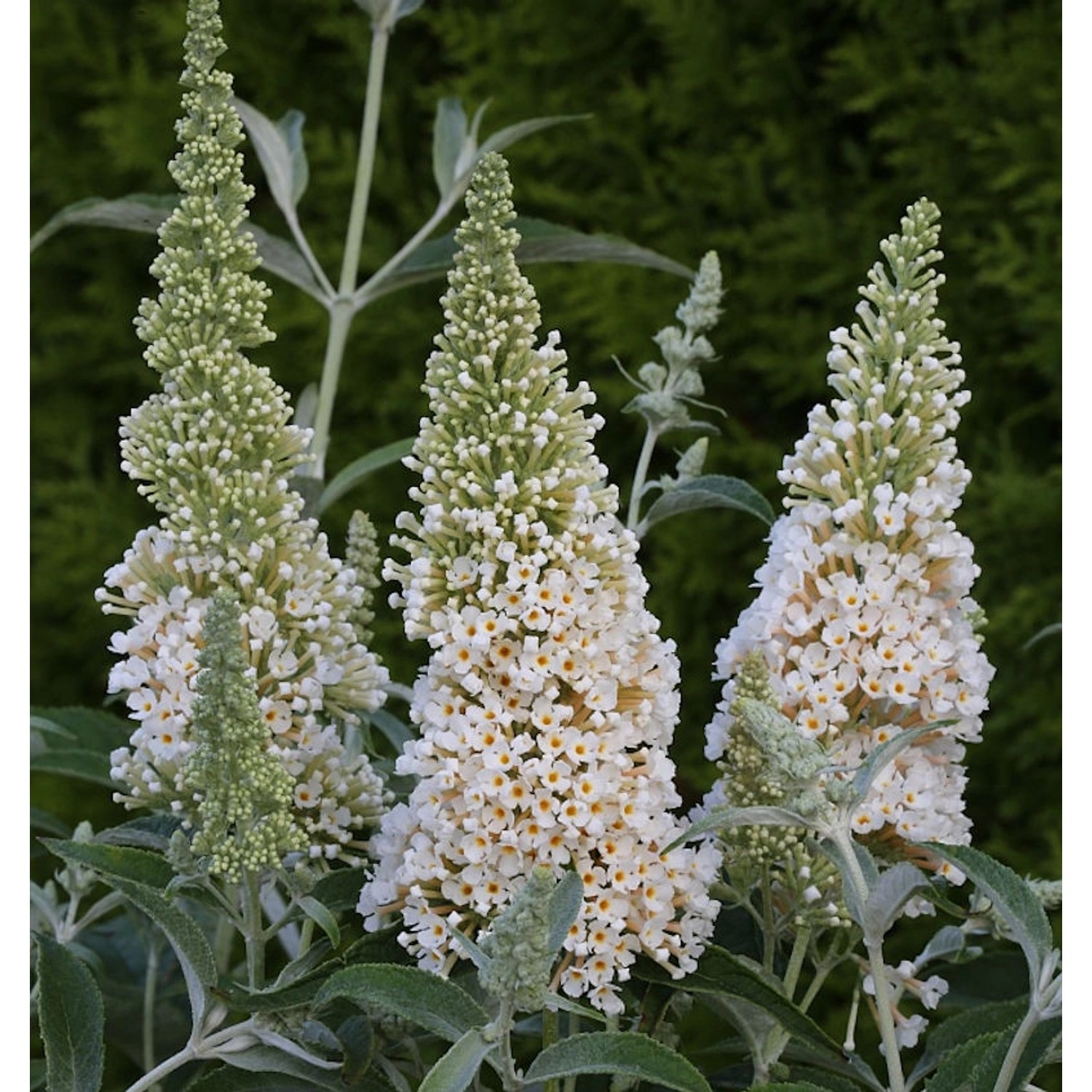 Schmetterlingsstrauch Ivory 30-40cm - Buddleja günstig online kaufen