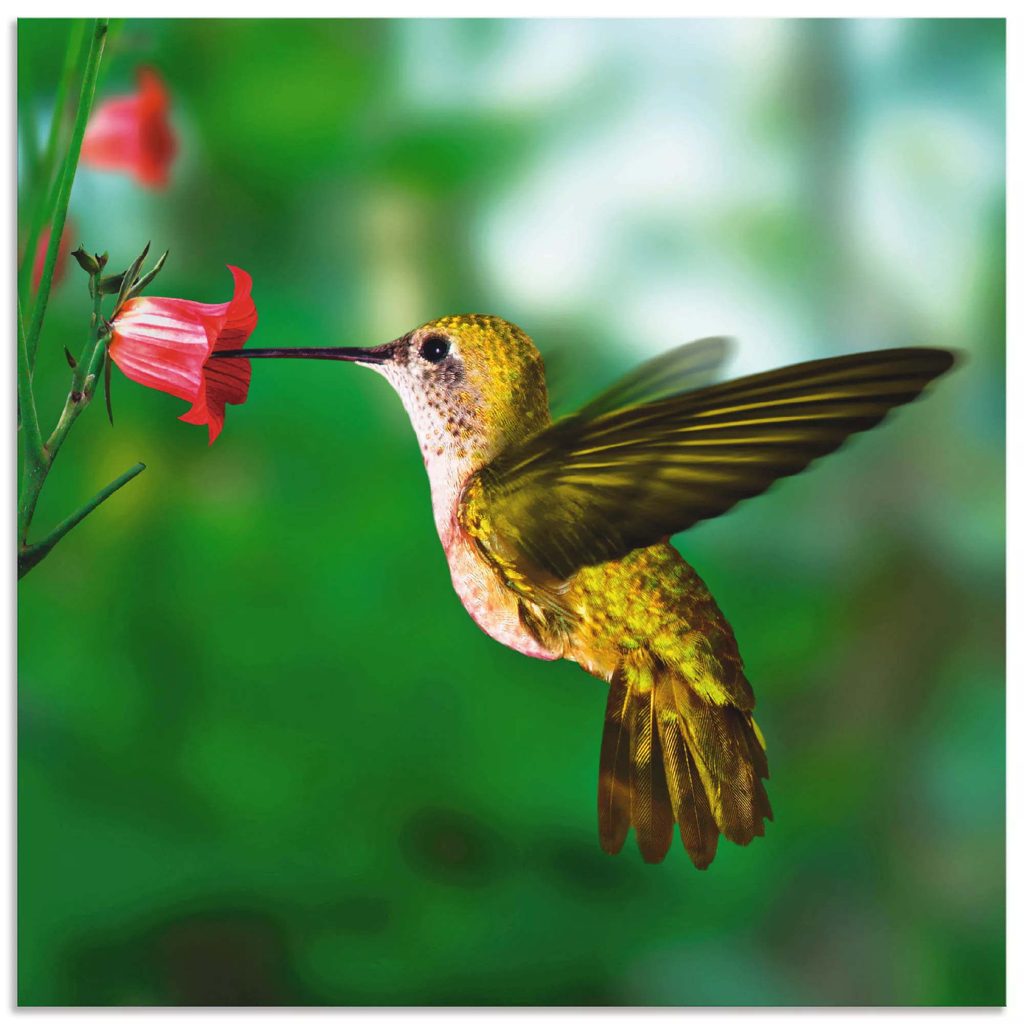 Artland Wandbild »Kolibri«, Vögel, (1 St.), als Alubild, Outdoorbild, Leinw günstig online kaufen